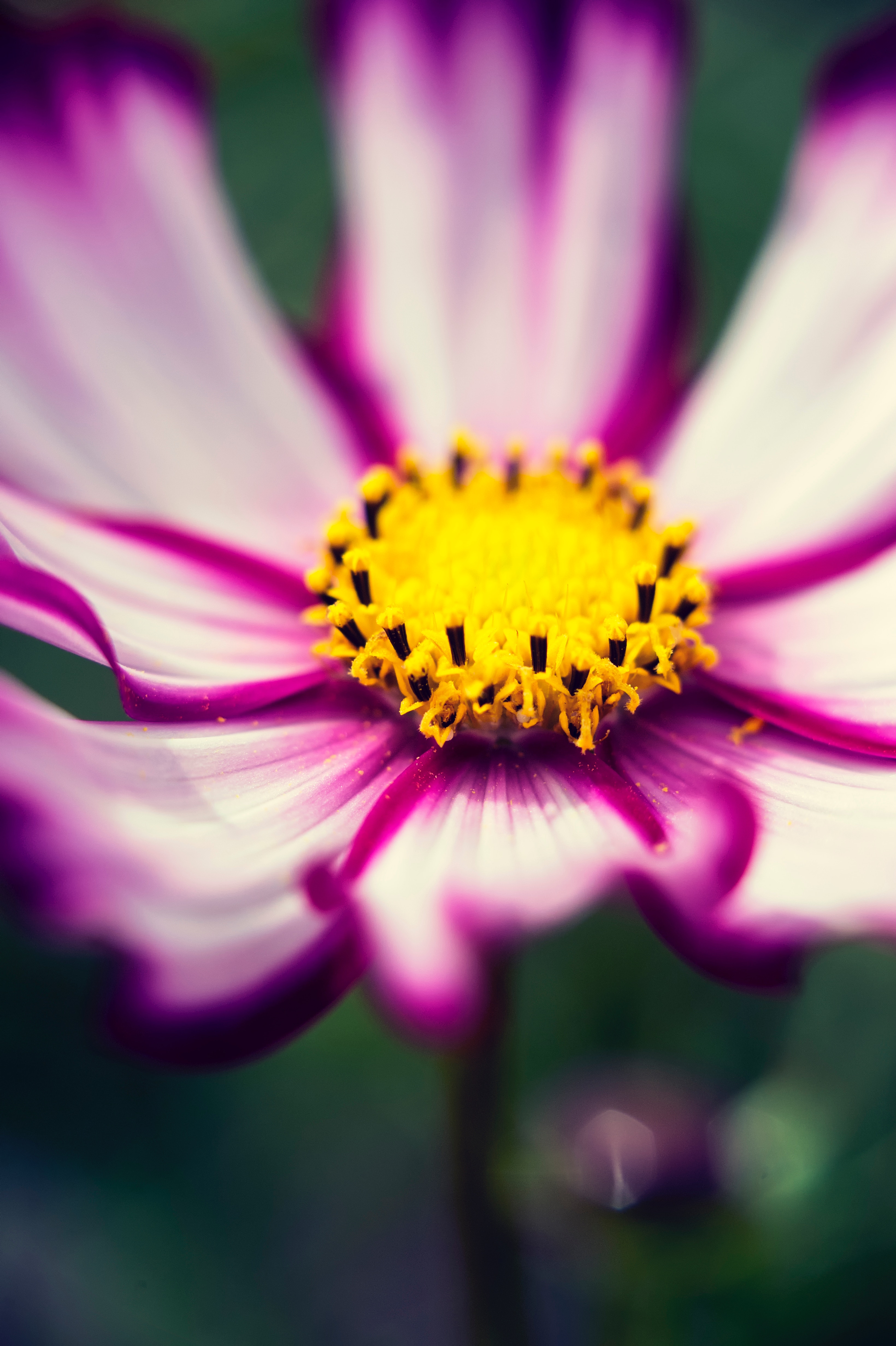 100363 скачать картинку макро, цветок, крупный план, фиолетовый, пыльца, цветет, космея - обои и заставки бесплатно