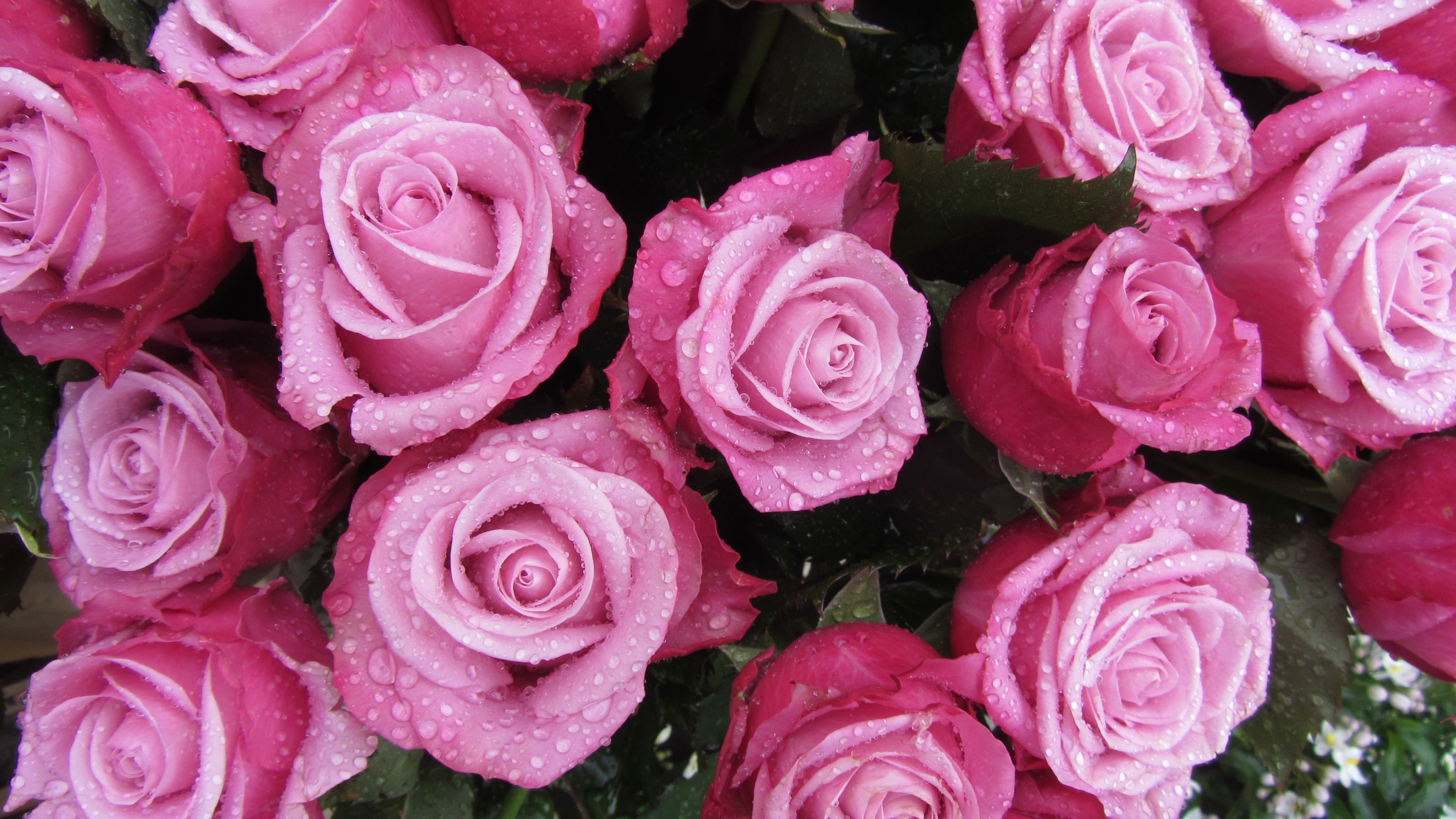 Скачать обои бесплатно Капли, Цветок, Роза, Земля/природа, Розовый Цветок, Флауэрсы картинка на рабочий стол ПК