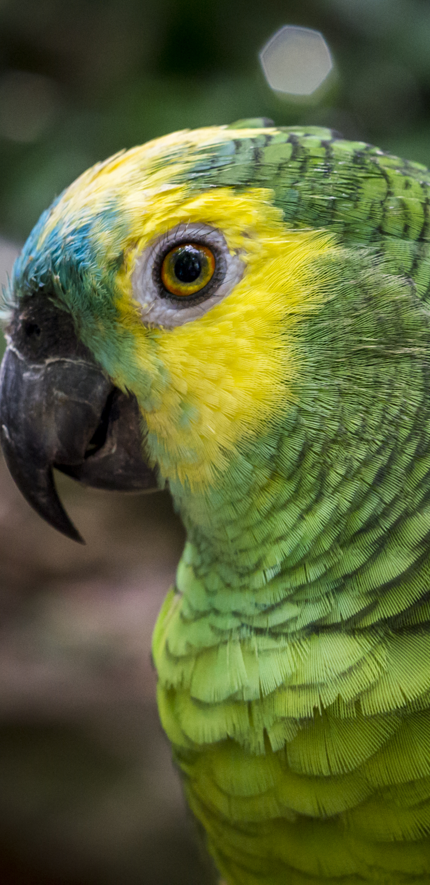 1163622 descargar imagen animales, loro, bokeh, pájaro, ave, macro, macrofotografía, loro amazónico, aves: fondos de pantalla y protectores de pantalla gratis