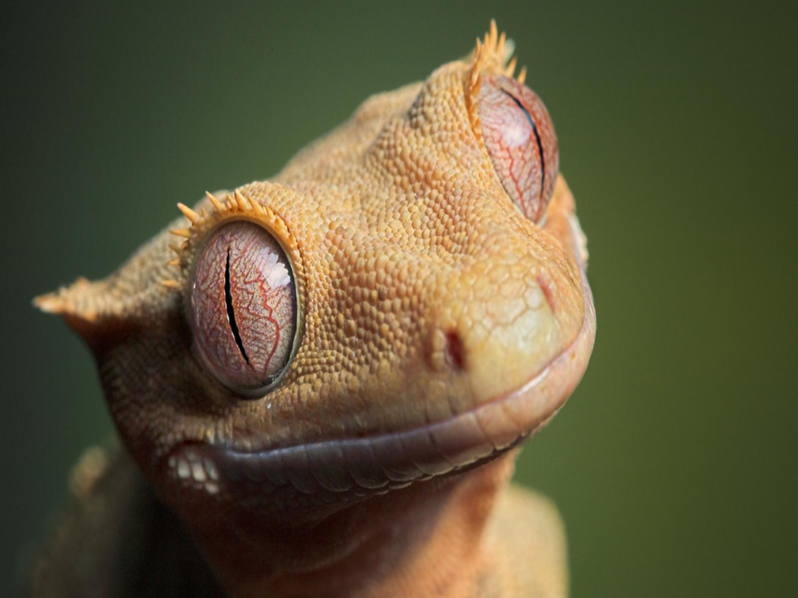 Download mobile wallpaper Animal, Gecko for free.