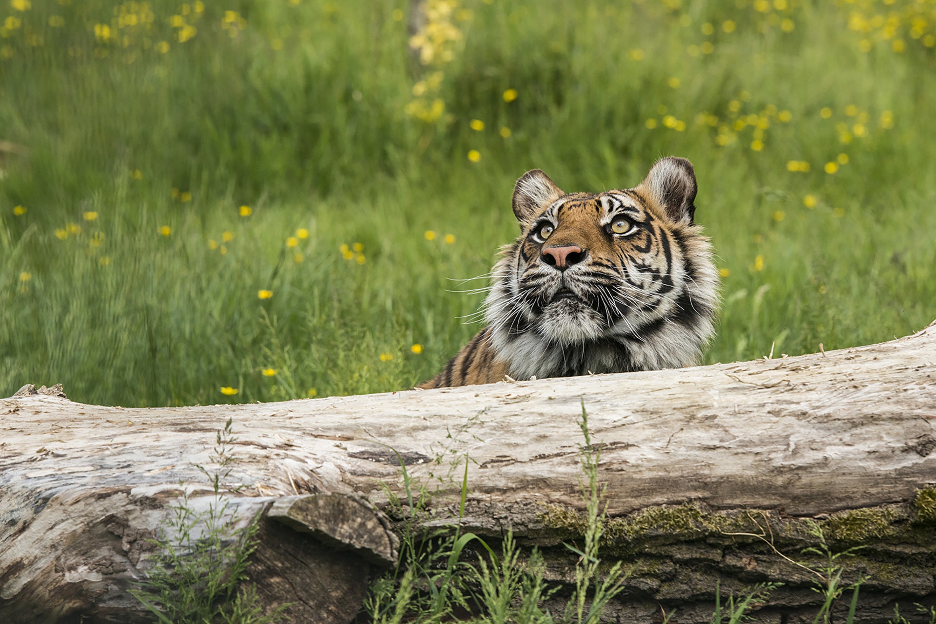 Descarga gratuita de fondo de pantalla para móvil de Animales, Gatos, Tigre.