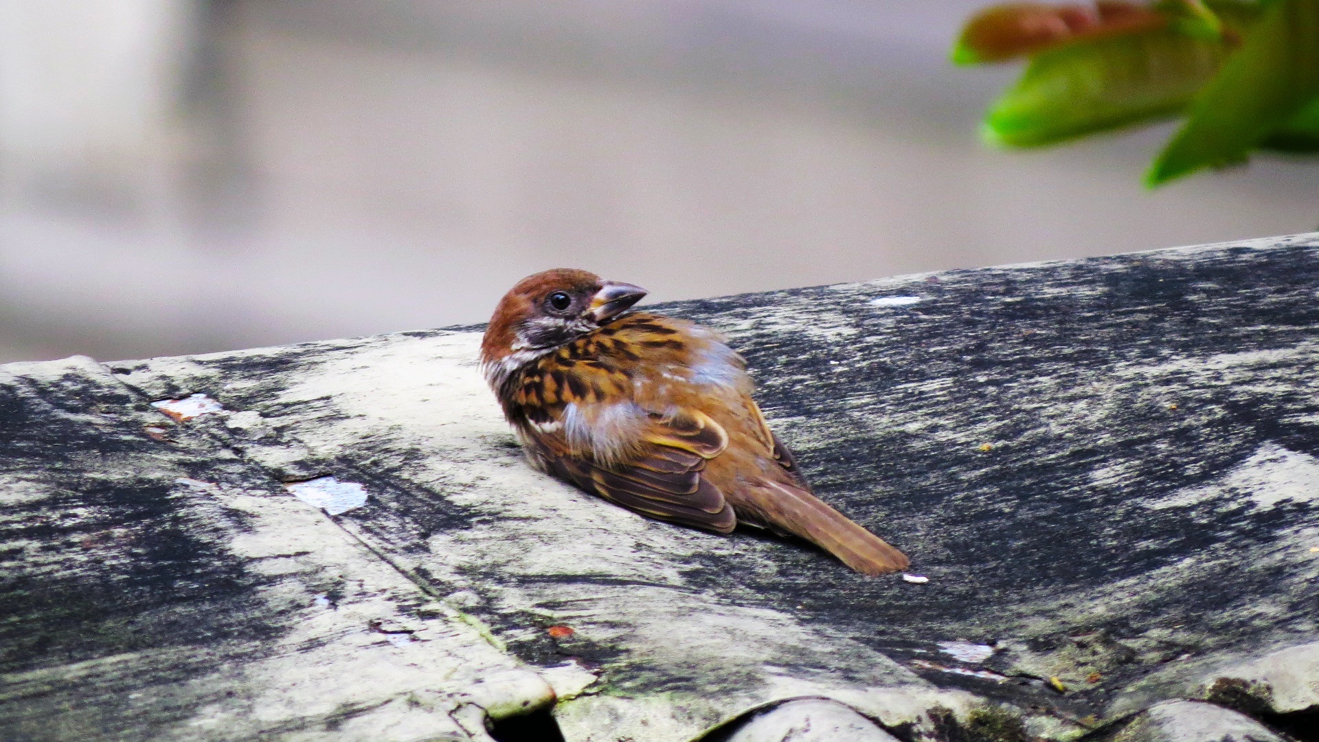 Download mobile wallpaper Birds, Bird, Sparrow, Animal for free.