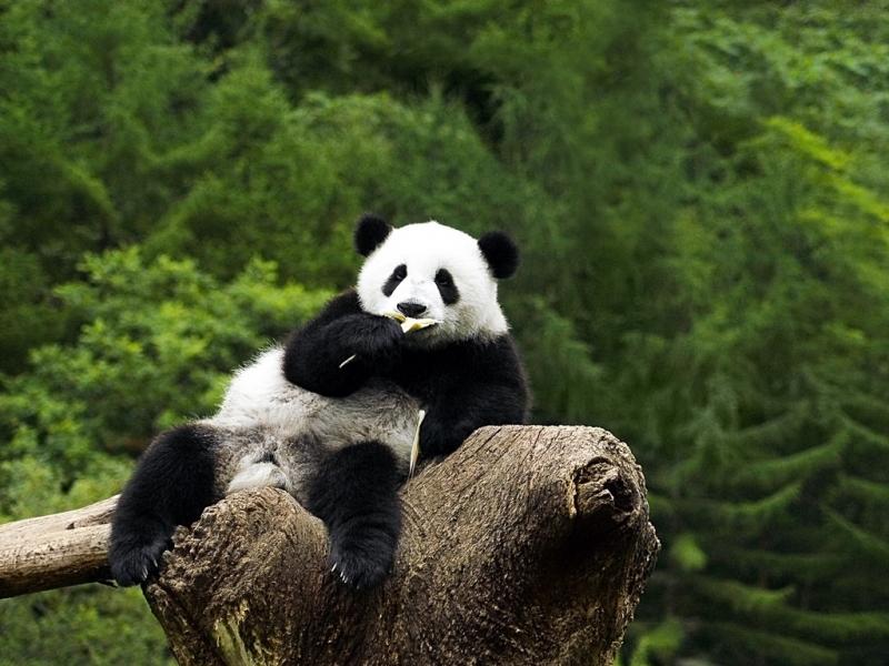 Descarga gratuita de fondo de pantalla para móvil de Animales, Pandas.