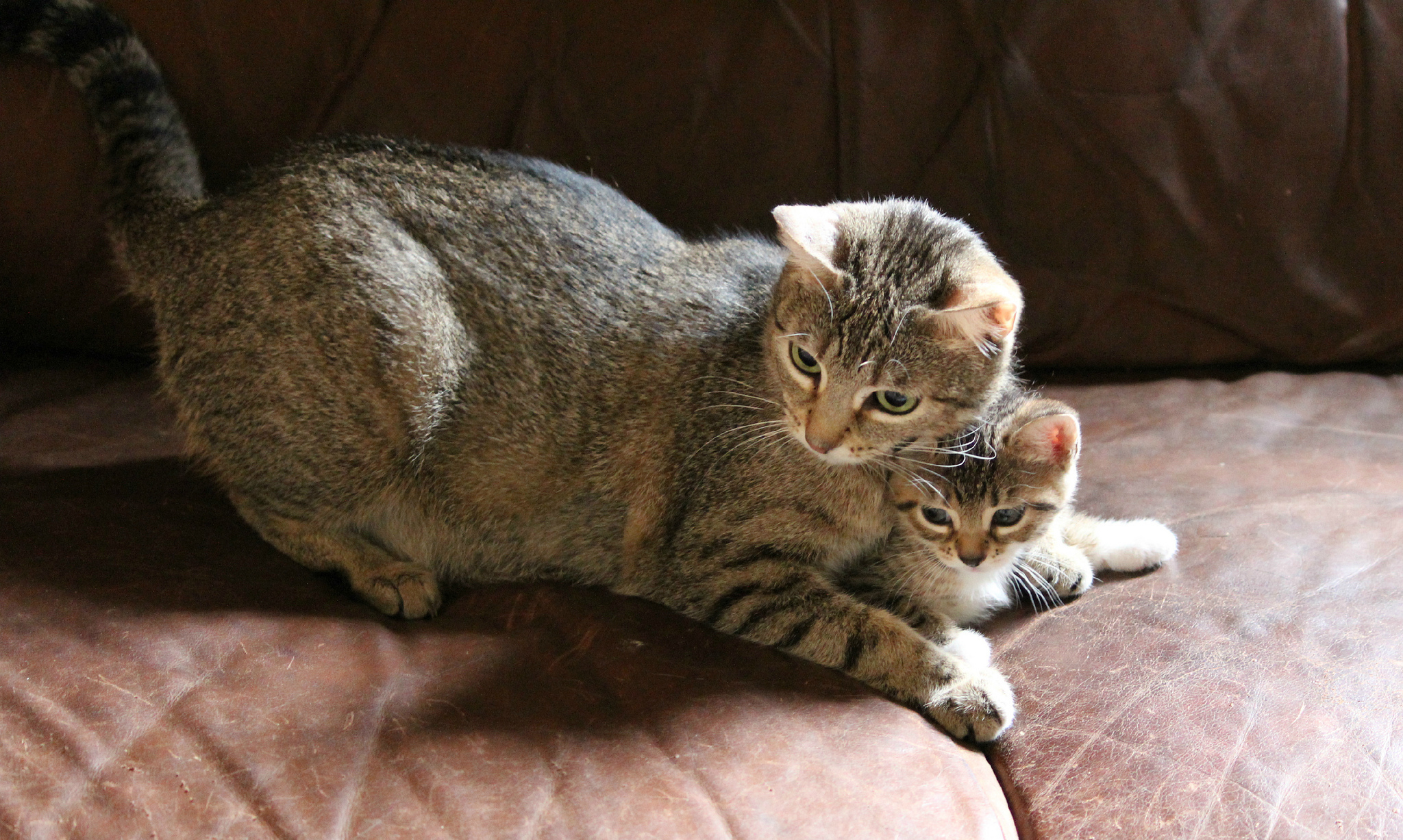 Baixar papel de parede para celular de Animais, Gatos, Gato gratuito.