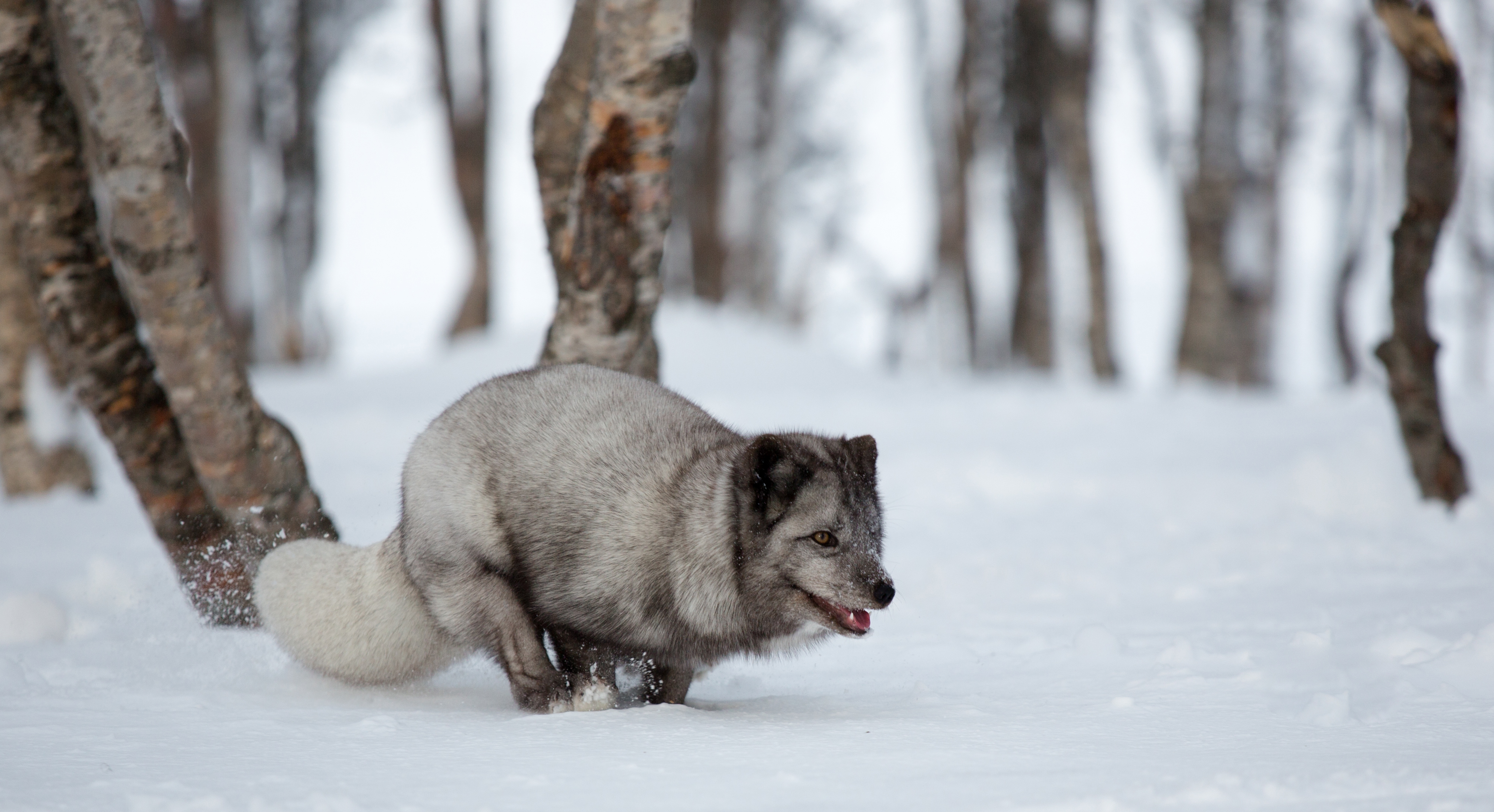 128783 baixar imagens animais, raposa ártica, raposa ártico, corre, executando, raposa do ártico azul, raposa azul - papéis de parede e protetores de tela gratuitamente