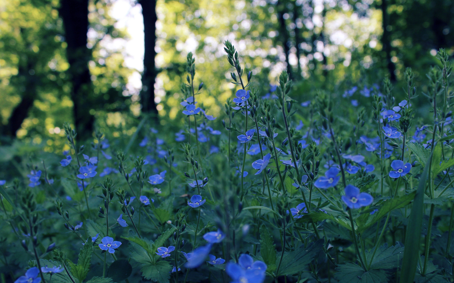 Téléchargez gratuitement l'image Fleurs, Fleur, Terre/nature sur le bureau de votre PC