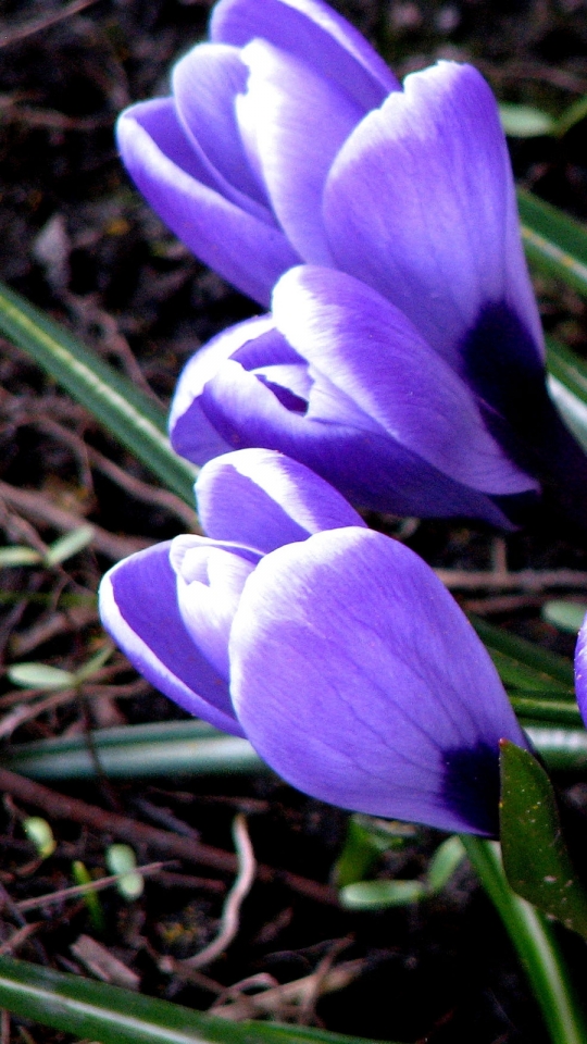 1097675 Bildschirmschoner und Hintergrundbilder Blumen auf Ihrem Telefon. Laden Sie  Bilder kostenlos herunter