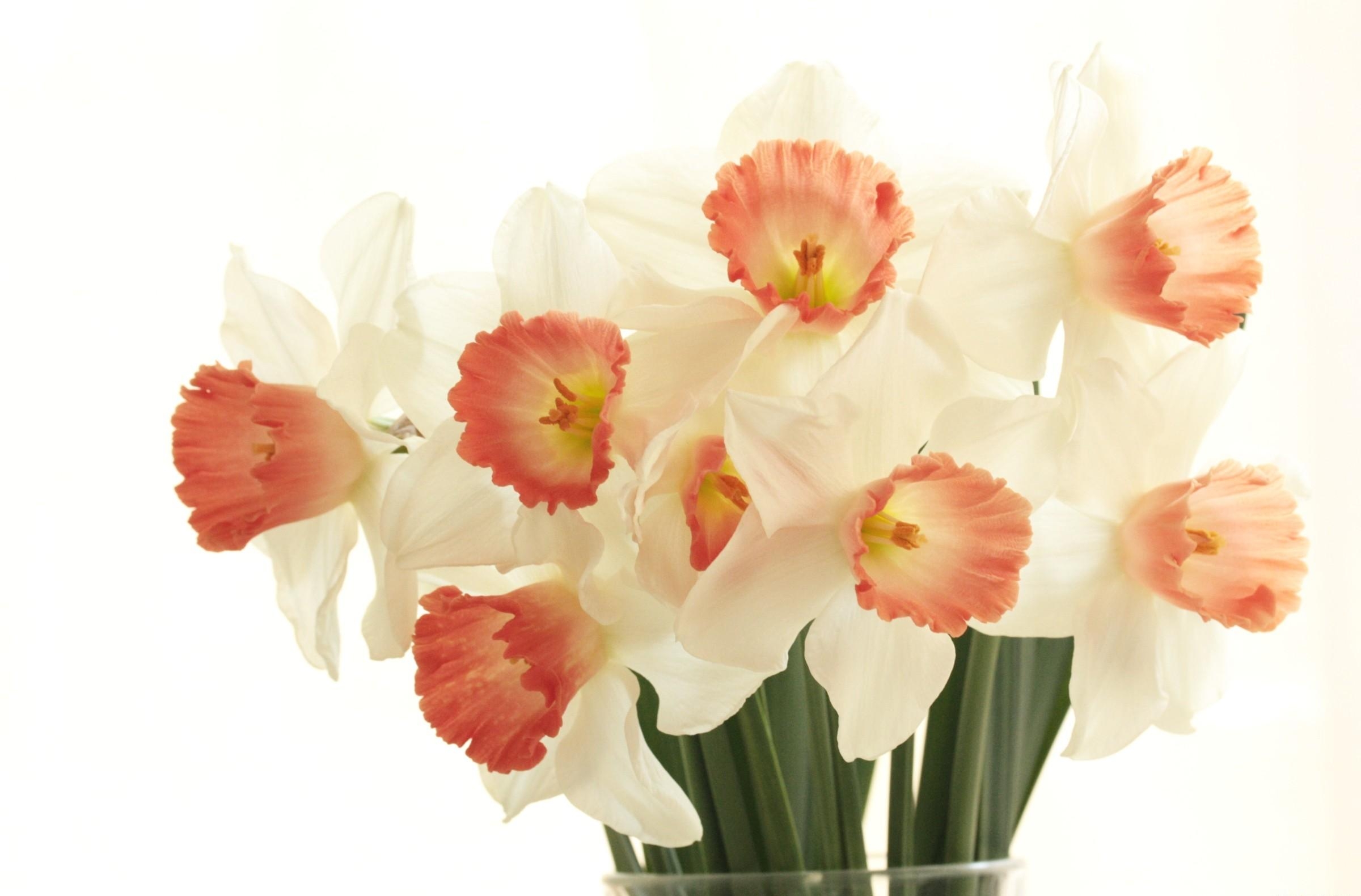 96501 скачать картинку нарциссы, весна, цветы, букет, белый фон - обои и заставки бесплатно
