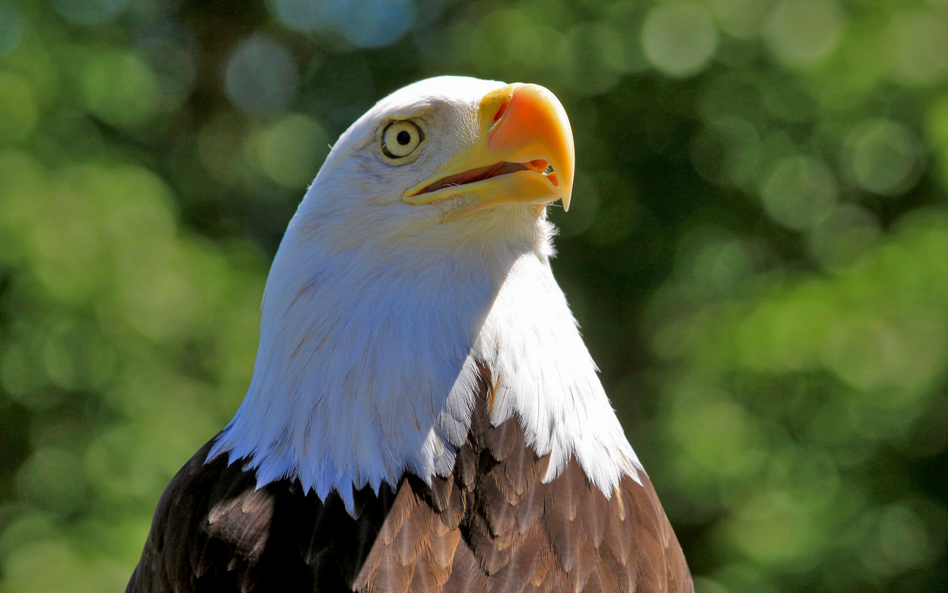 269856 скачать обои орел, животные, белоголовый орлан, хищная птица, птицы - заставки и картинки бесплатно