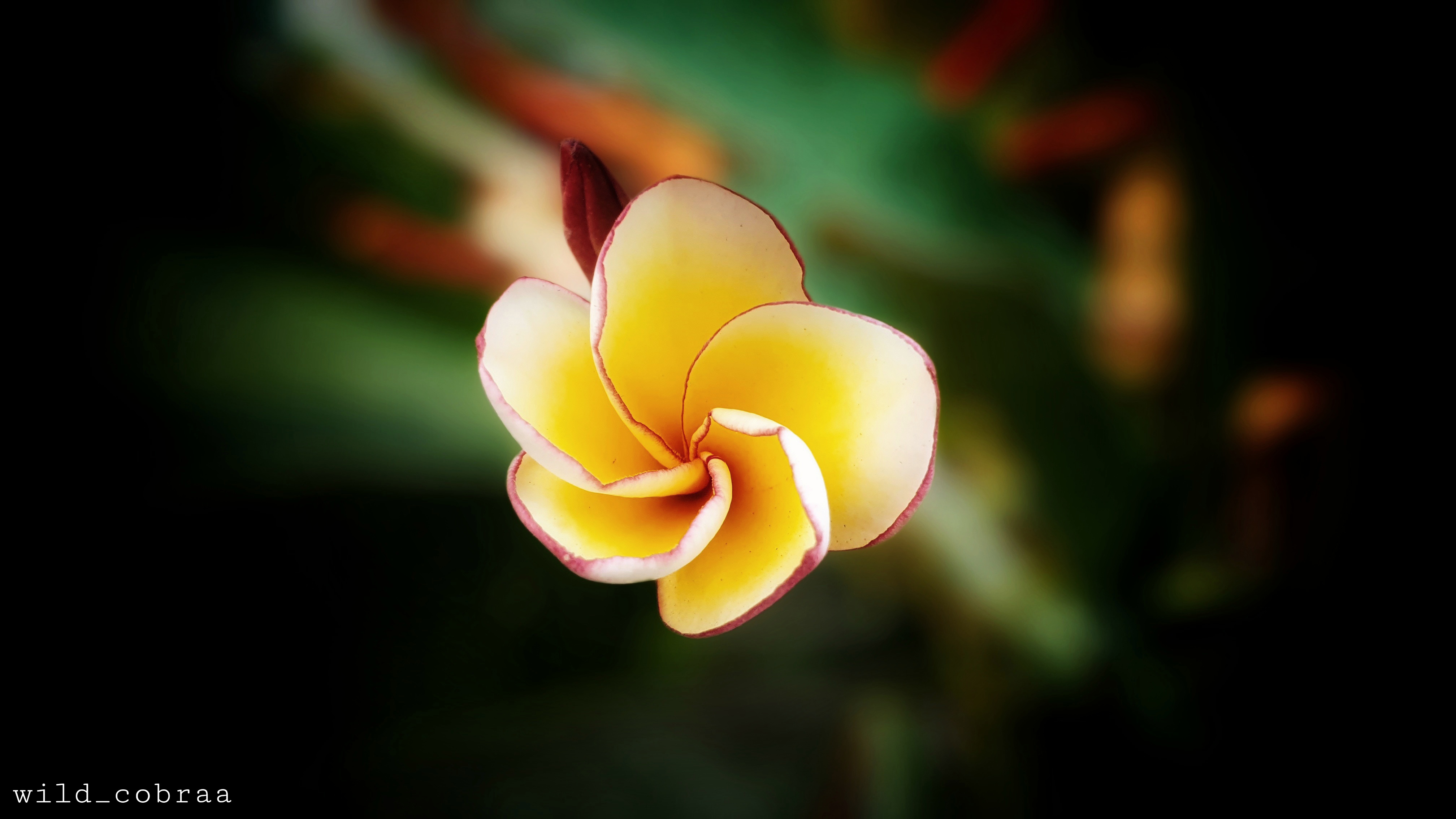 Baixe gratuitamente a imagem Flores, Flor, Flor Amarela, Frangipani, Terra/natureza na área de trabalho do seu PC