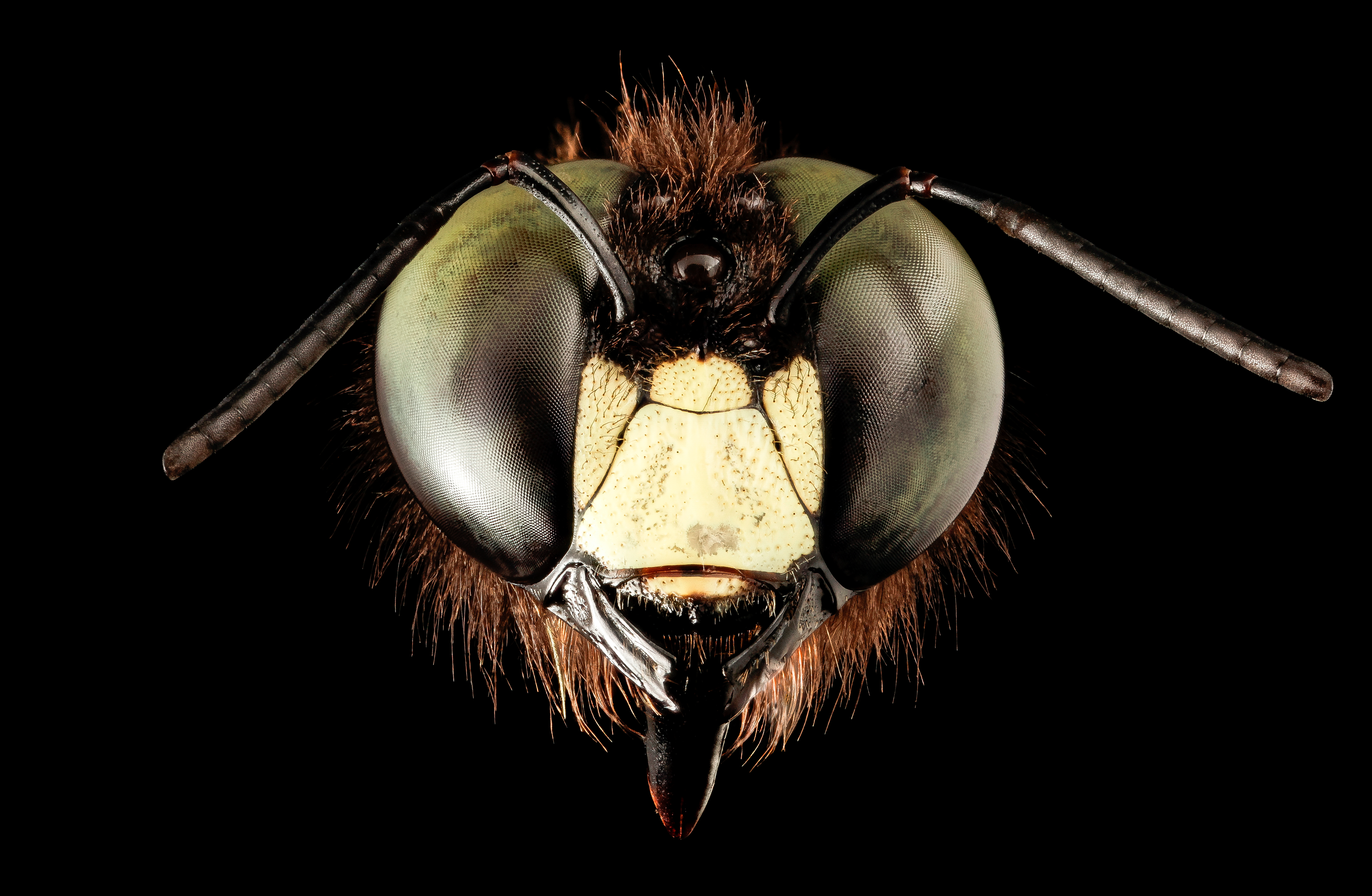 Descarga gratis la imagen Animales, Insectos, Abeja en el escritorio de tu PC
