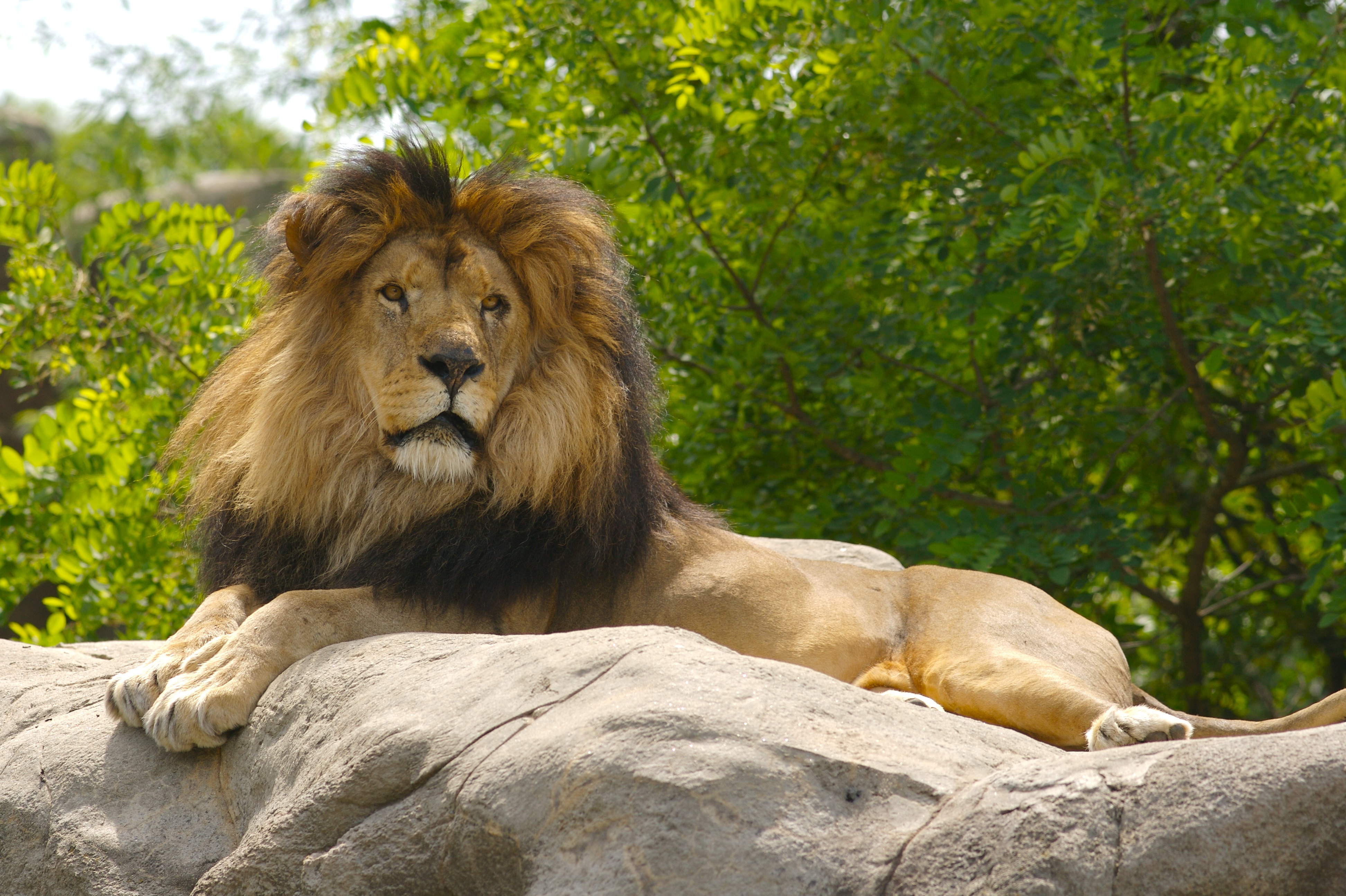 85706 descargar fondo de pantalla animales, un leon, león, patas, rey de las bestias: protectores de pantalla e imágenes gratis