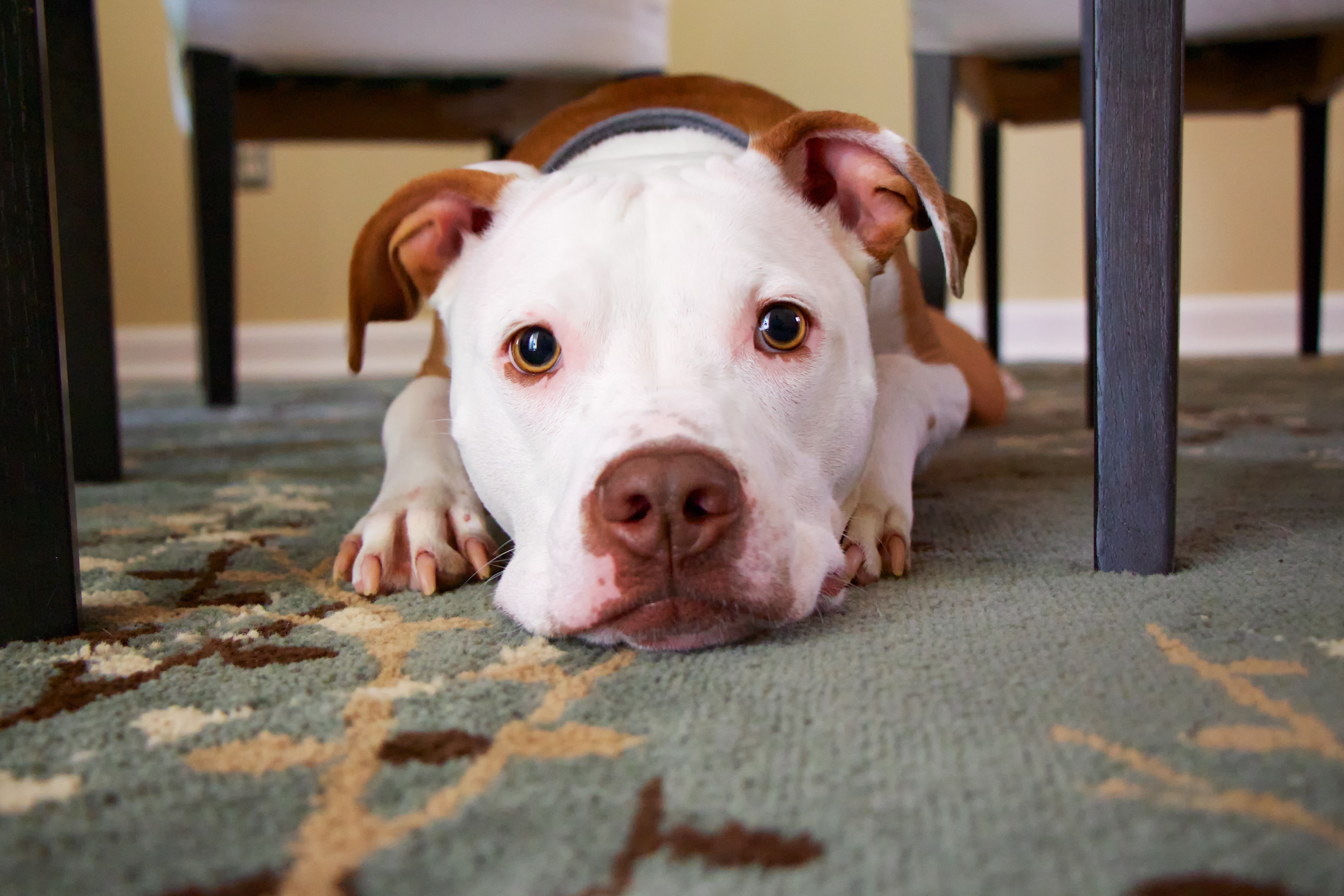 Téléchargez gratuitement l'image Chiens, Chien, Animaux sur le bureau de votre PC