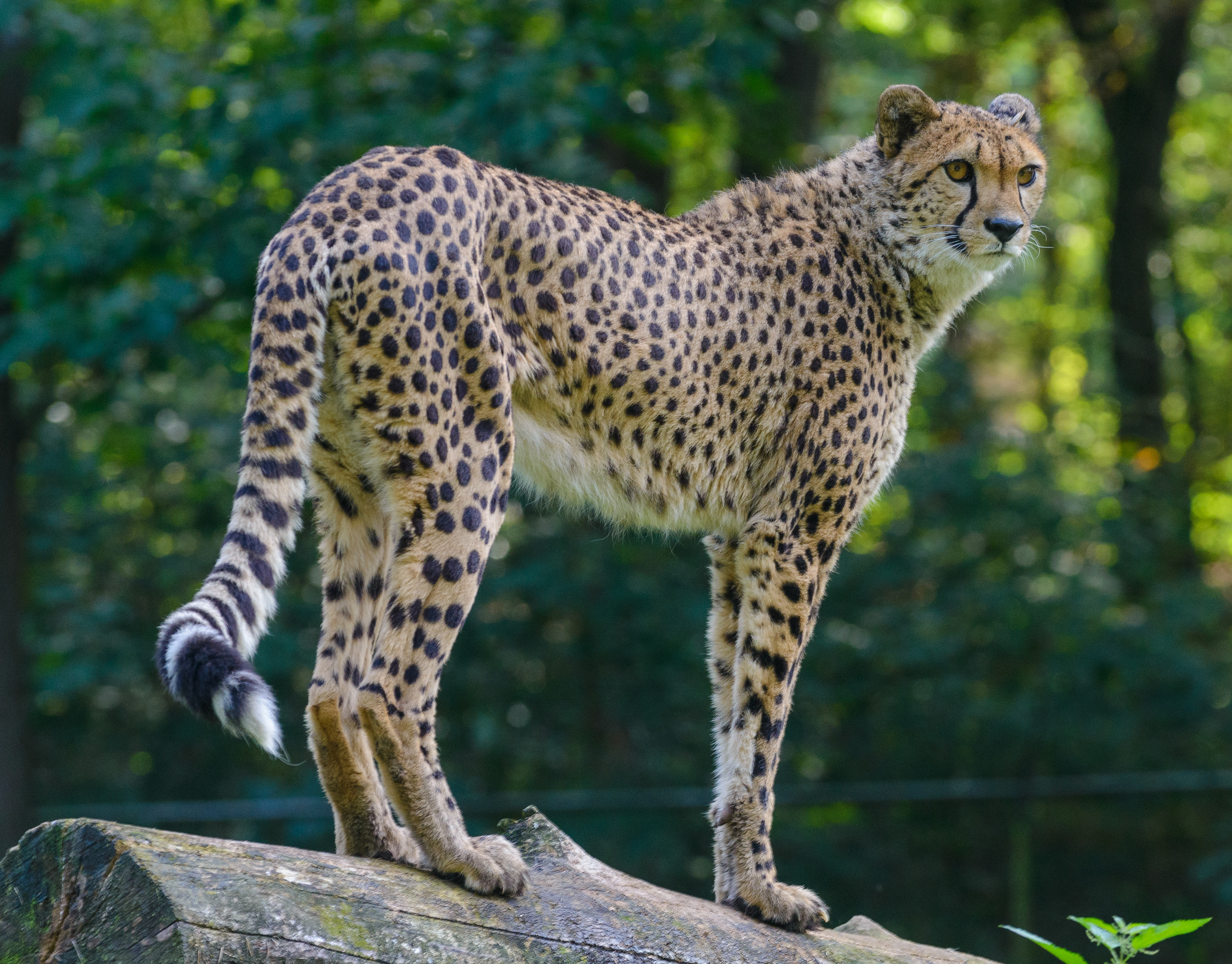 Windows Backgrounds big cat, animals, cheetah, muzzle, predator, stains, spots, sight, opinion