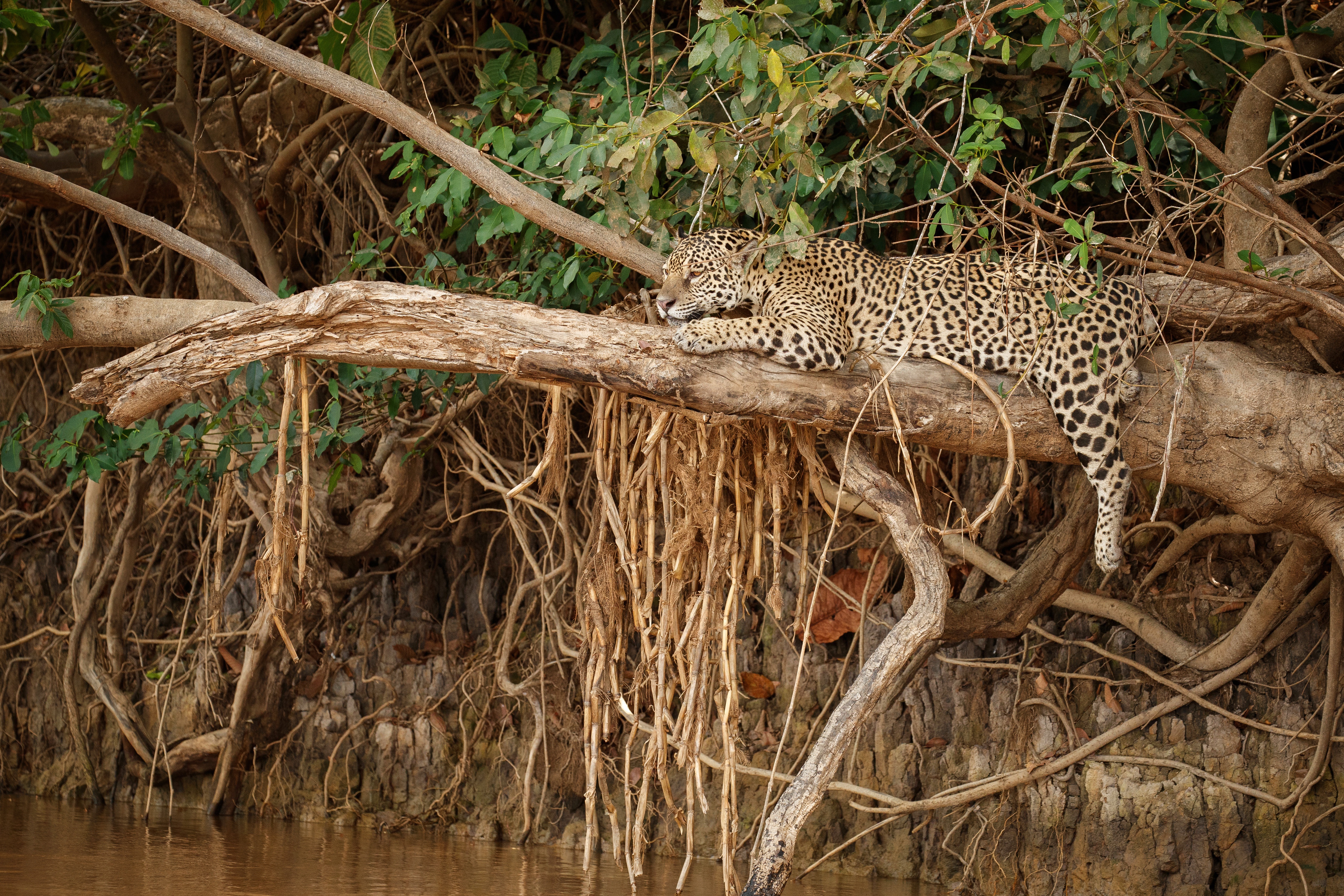 Handy-Wallpaper Tiere, Katzen, Jaguar kostenlos herunterladen.