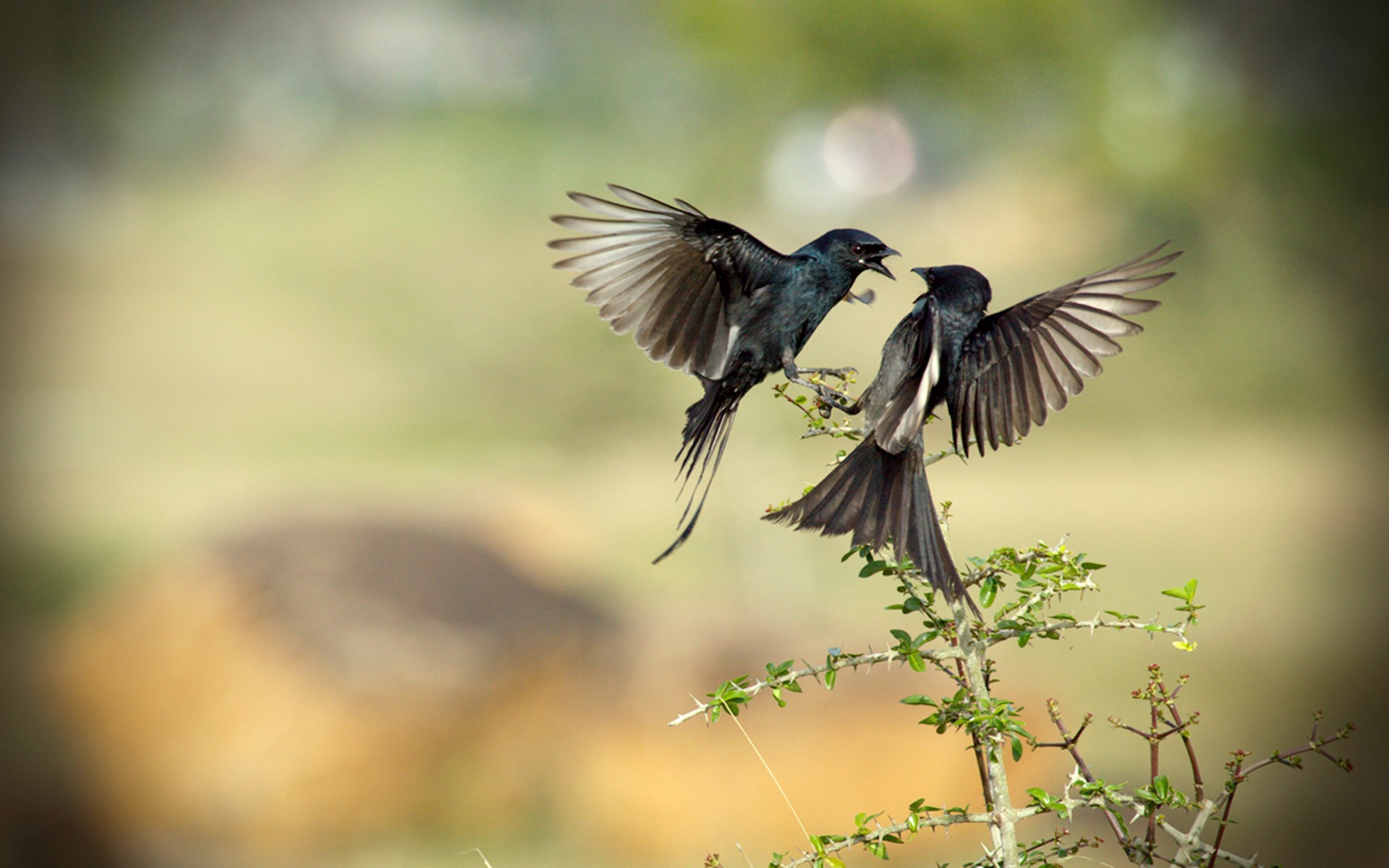 Baixe gratuitamente a imagem Pássaro, Aves, Animais na área de trabalho do seu PC