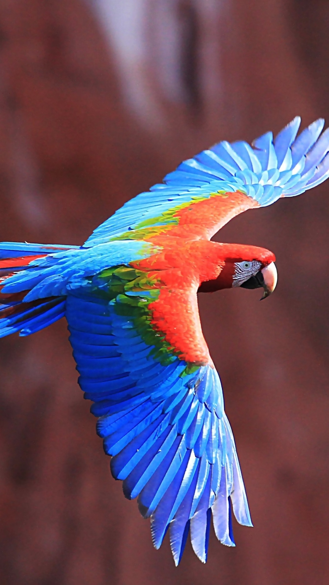 無料モバイル壁紙動物, 鳥, オウム, フライト, コンゴウインコ, 赤と緑のコンゴウインコをダウンロードします。