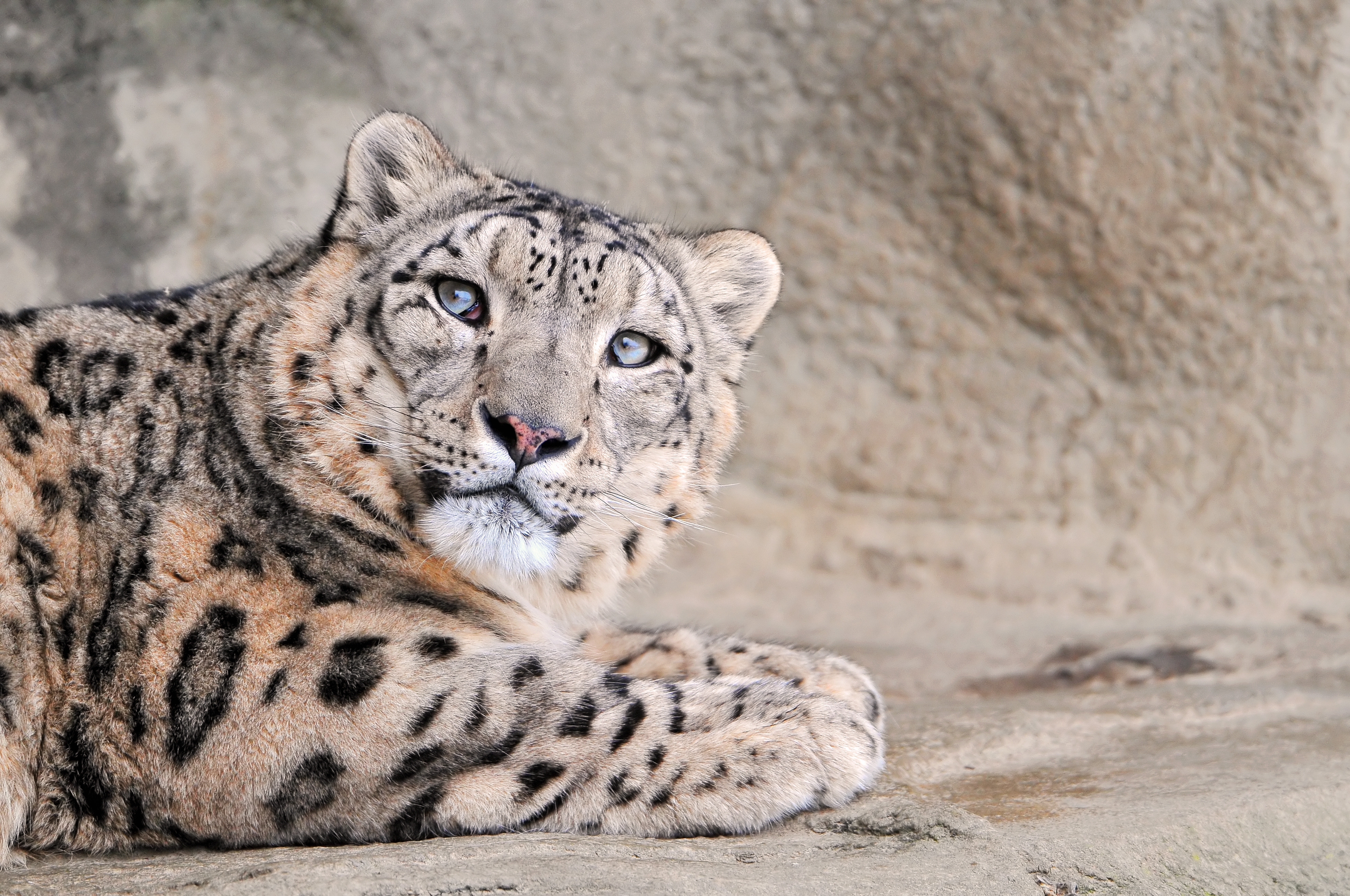 135889 baixar papel de parede animais, snow leopard, focinho, visto, manchado, bela, bonito, gentil, tipo - protetores de tela e imagens gratuitamente