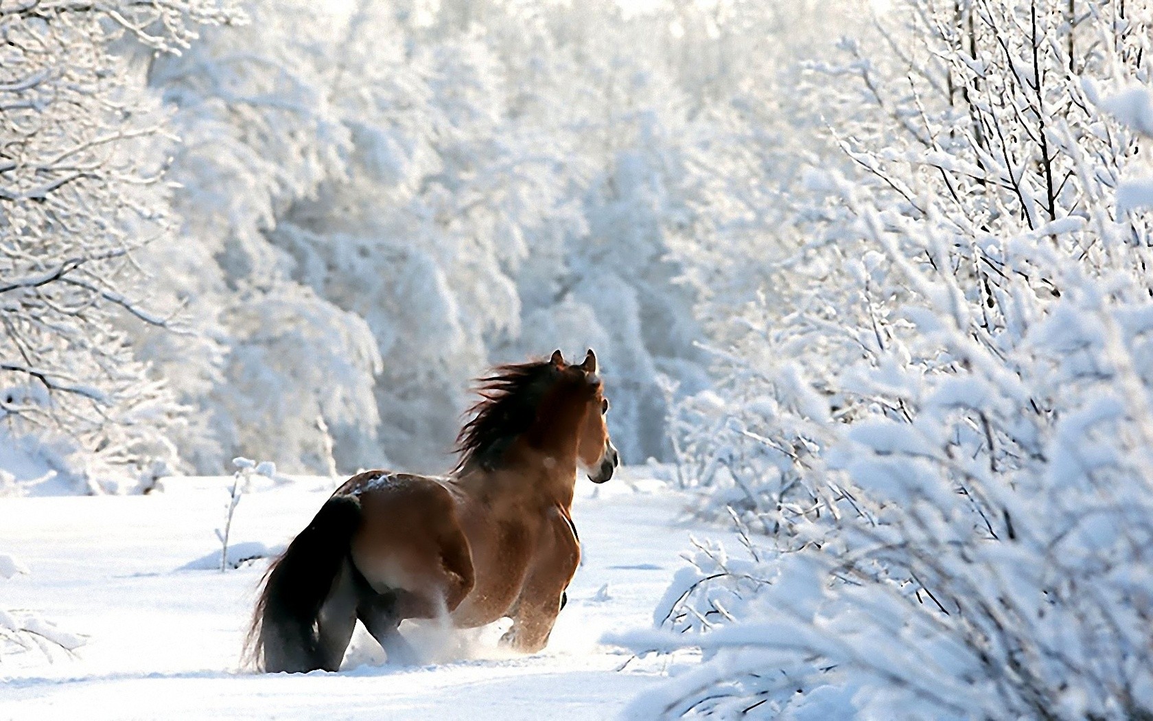 247722 descargar imagen animales, caballo, caballo de tiro, nieve, invierno: fondos de pantalla y protectores de pantalla gratis
