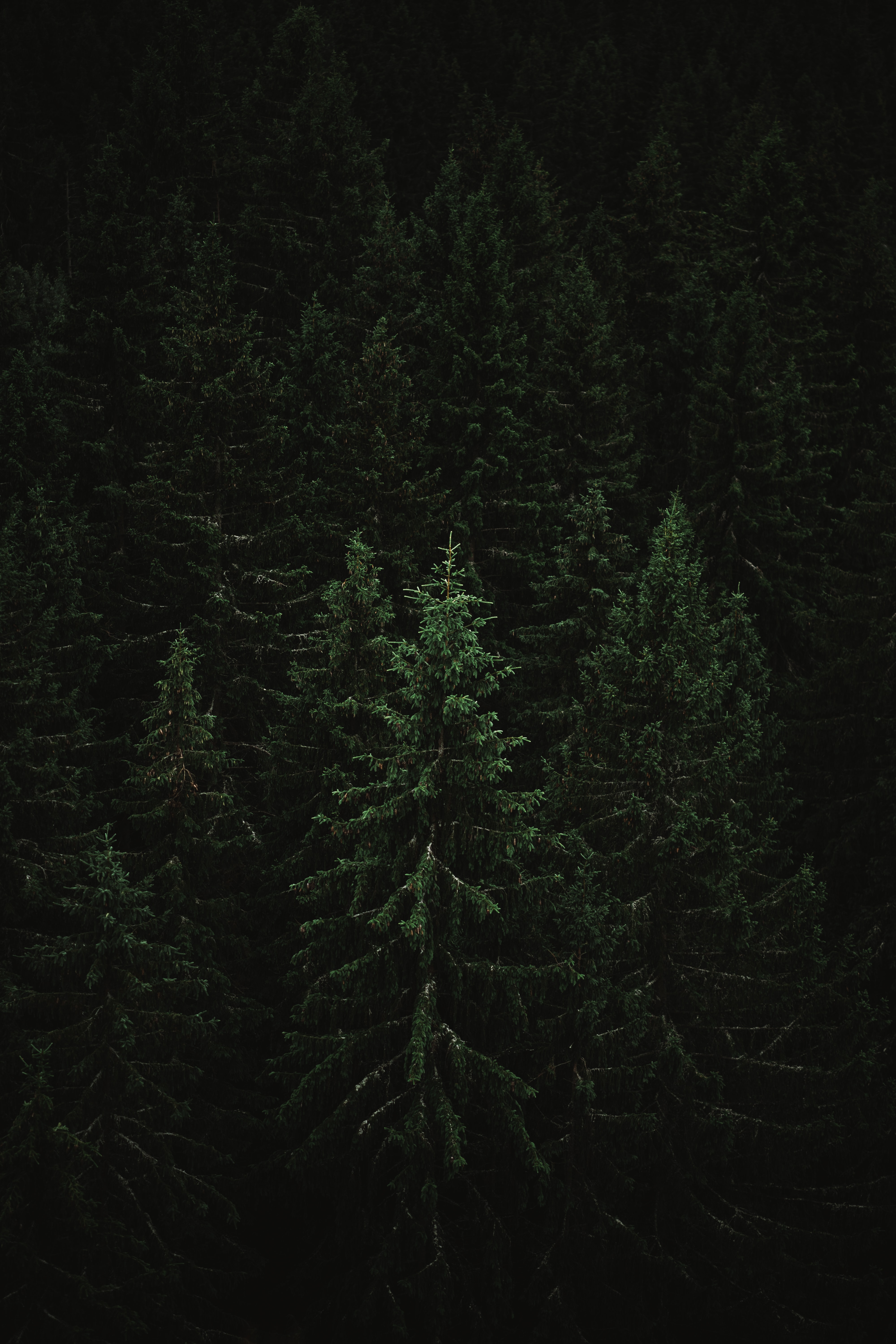 Download mobile wallpaper Fir, Spruce, Forest, Trees, Nature, Dark for free.