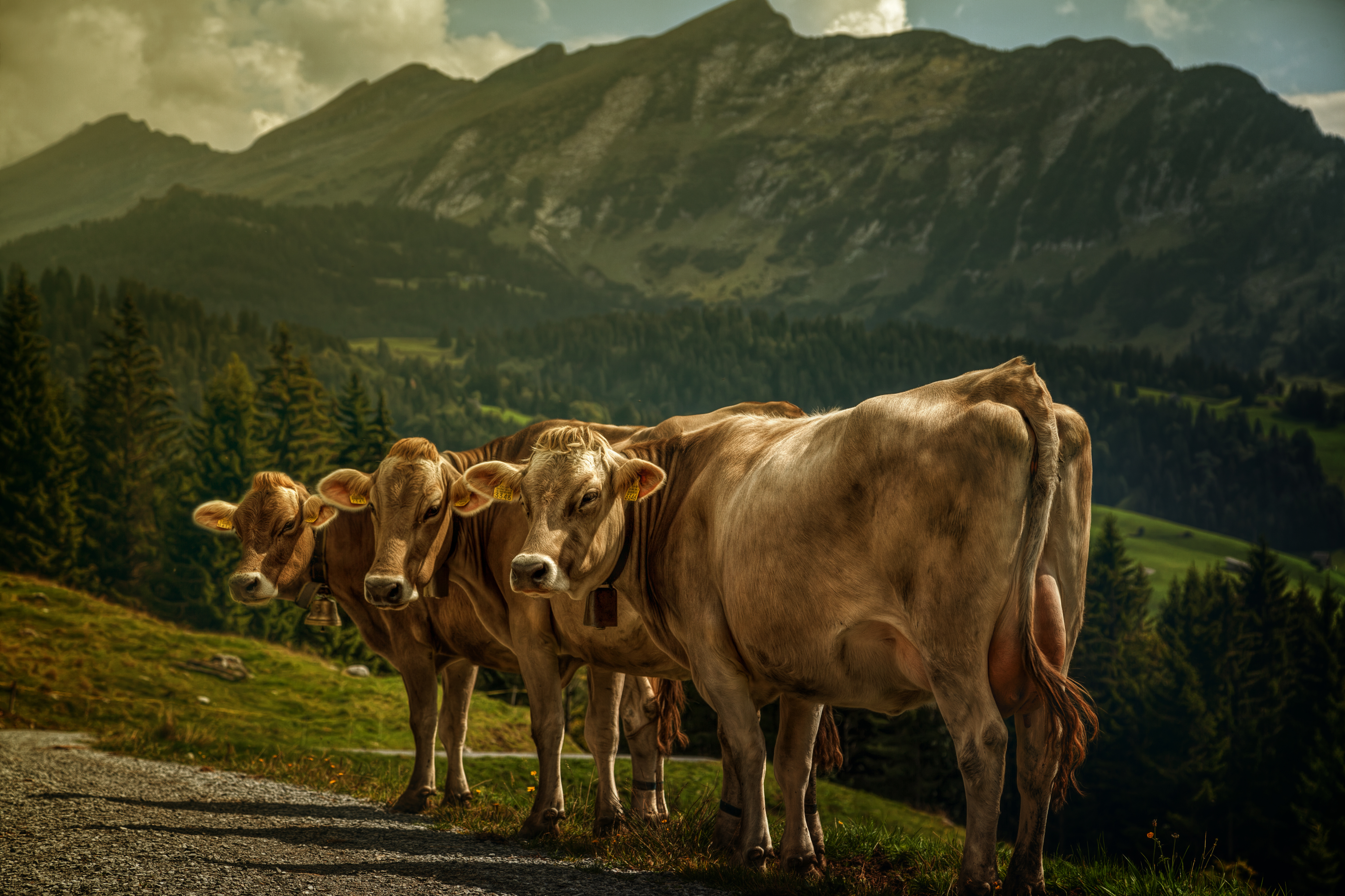 Free download wallpaper Landscape, Mountain, Animal, Cow on your PC desktop