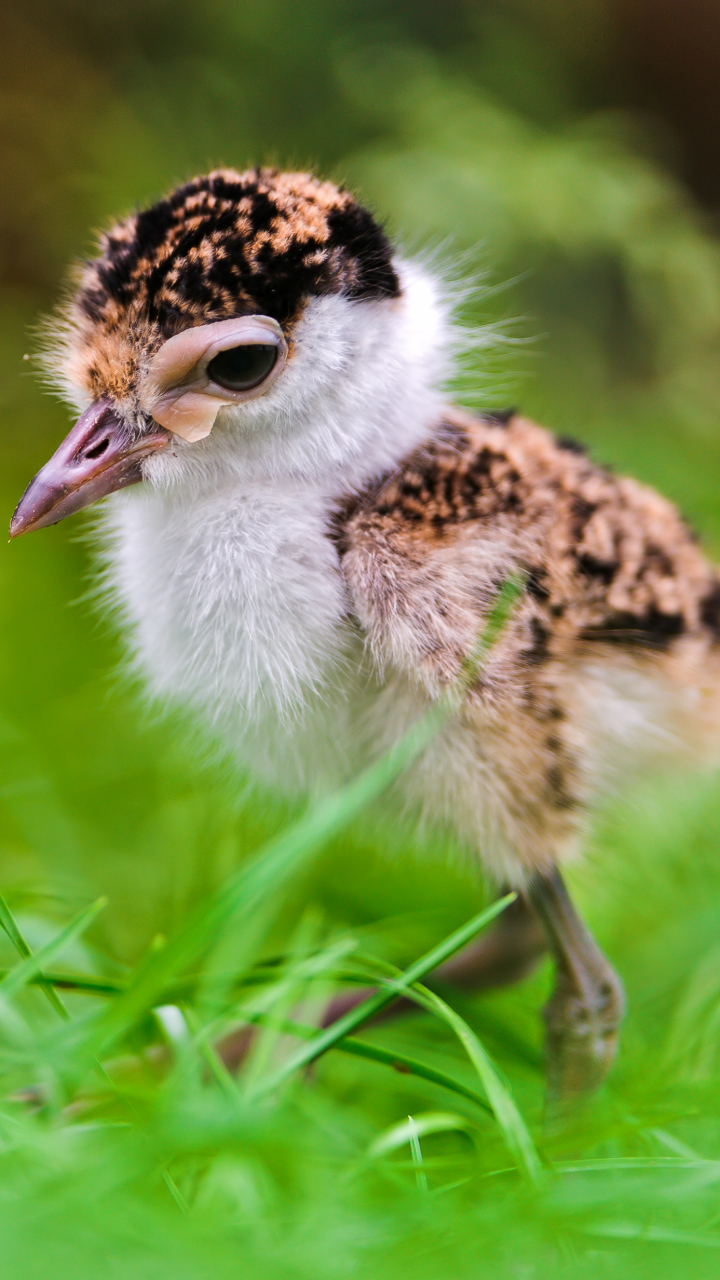 Download mobile wallpaper Birds, Bird, Animal, Eagle, Chick, Baby Animal for free.