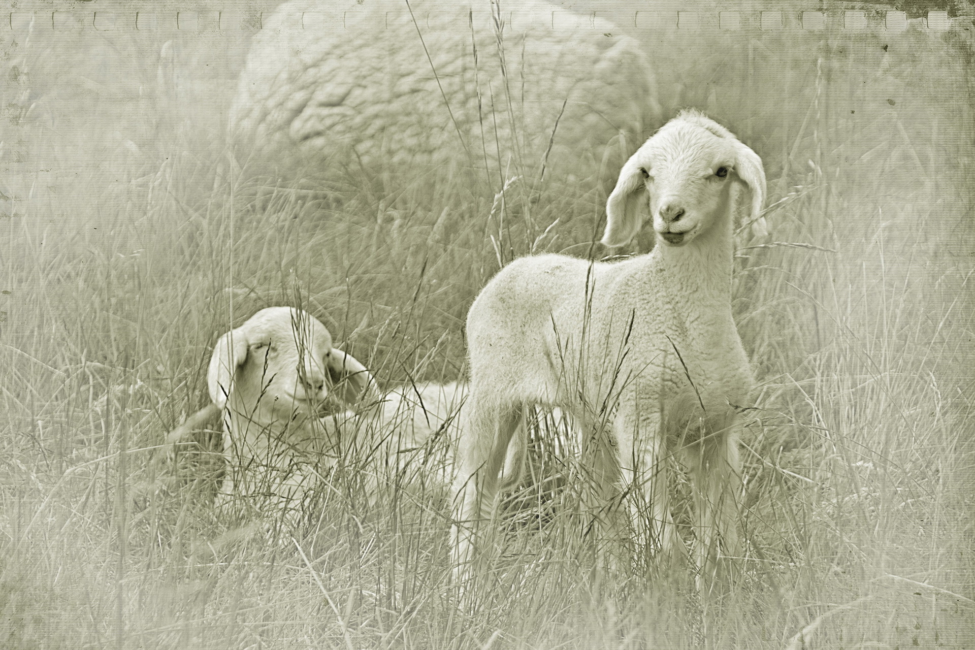 527842 baixar imagens animais, ovelha - papéis de parede e protetores de tela gratuitamente