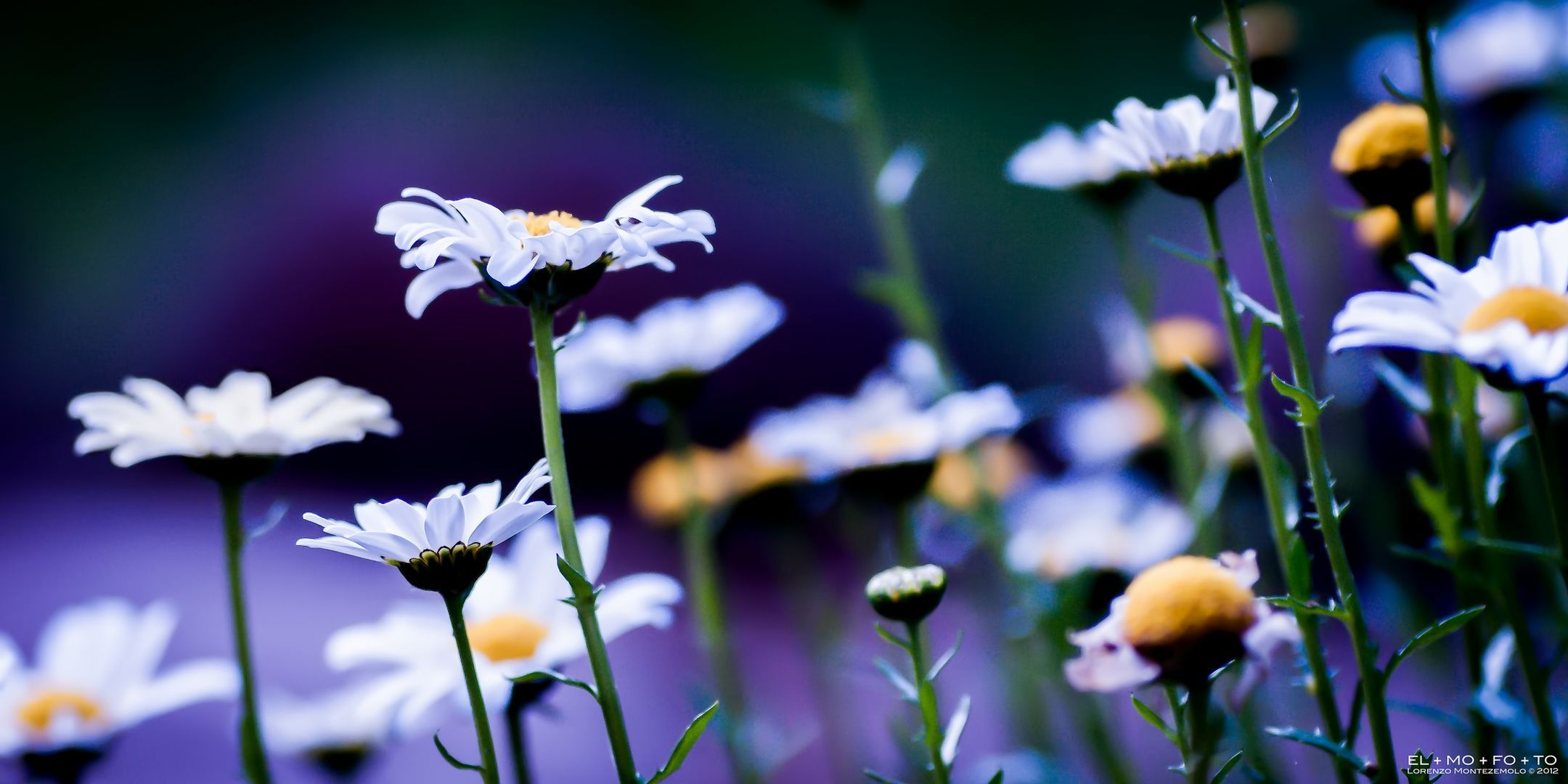 Handy-Wallpaper Blumen, Gänseblümchen, Erde/natur kostenlos herunterladen.