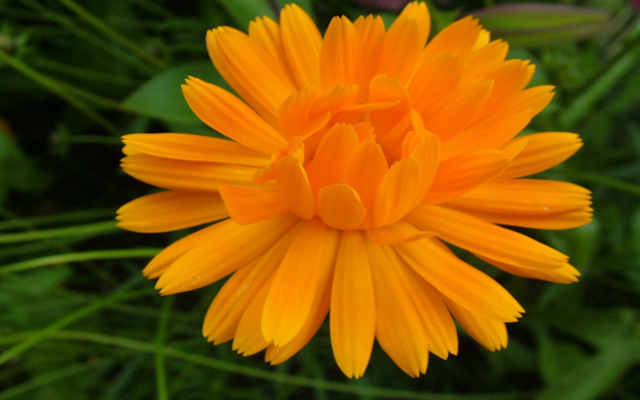 Free download wallpaper Flower, Earth, Orange Flower on your PC desktop