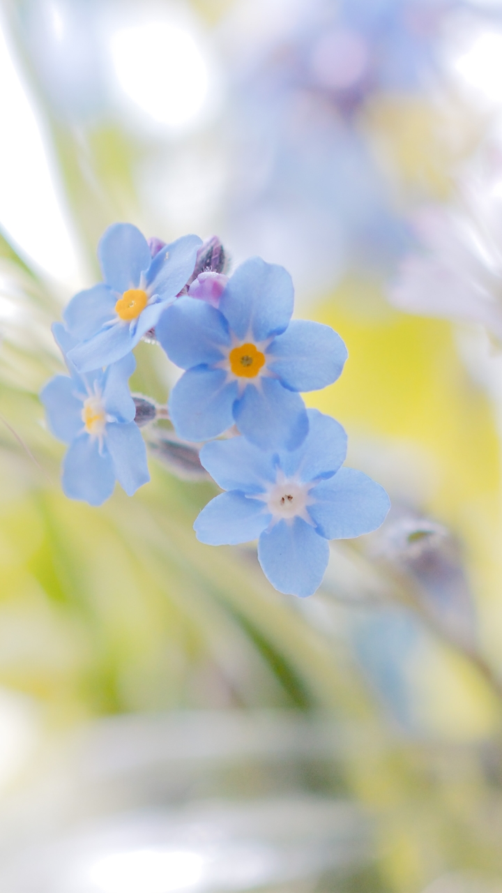 Download mobile wallpaper Flowers, Flower, Earth, Daisy, White Flower, Forget Me Not, Blue Flower for free.