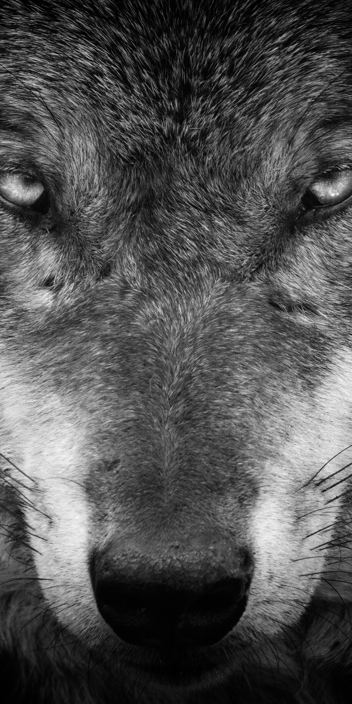 Descarga gratuita de fondo de pantalla para móvil de Animales, Lobo, Blanco Y Negro, Blanco Negro, Mirar Fijamente, Wolves.