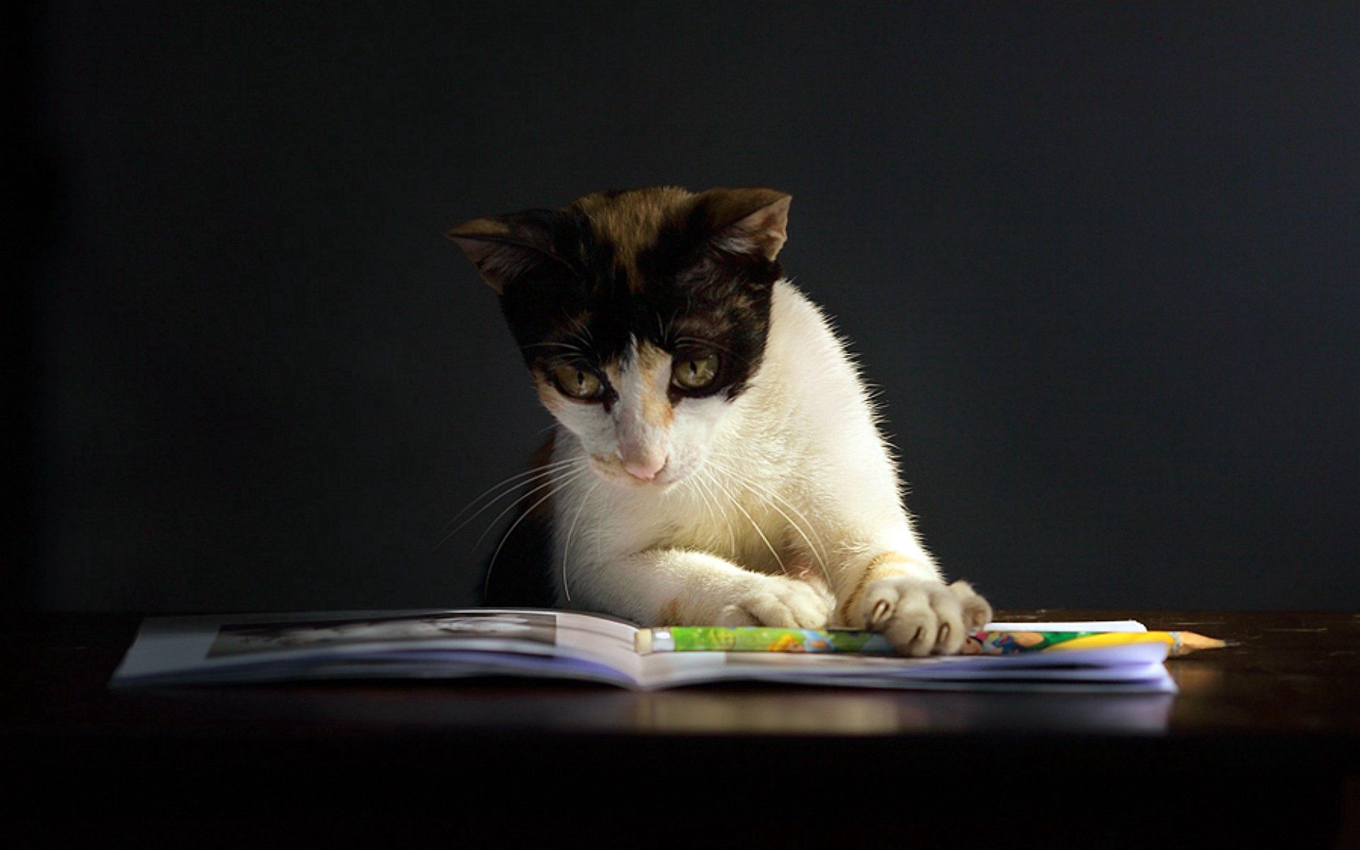 animals, dark, cat, spotted, spotty, notebook, curiosity