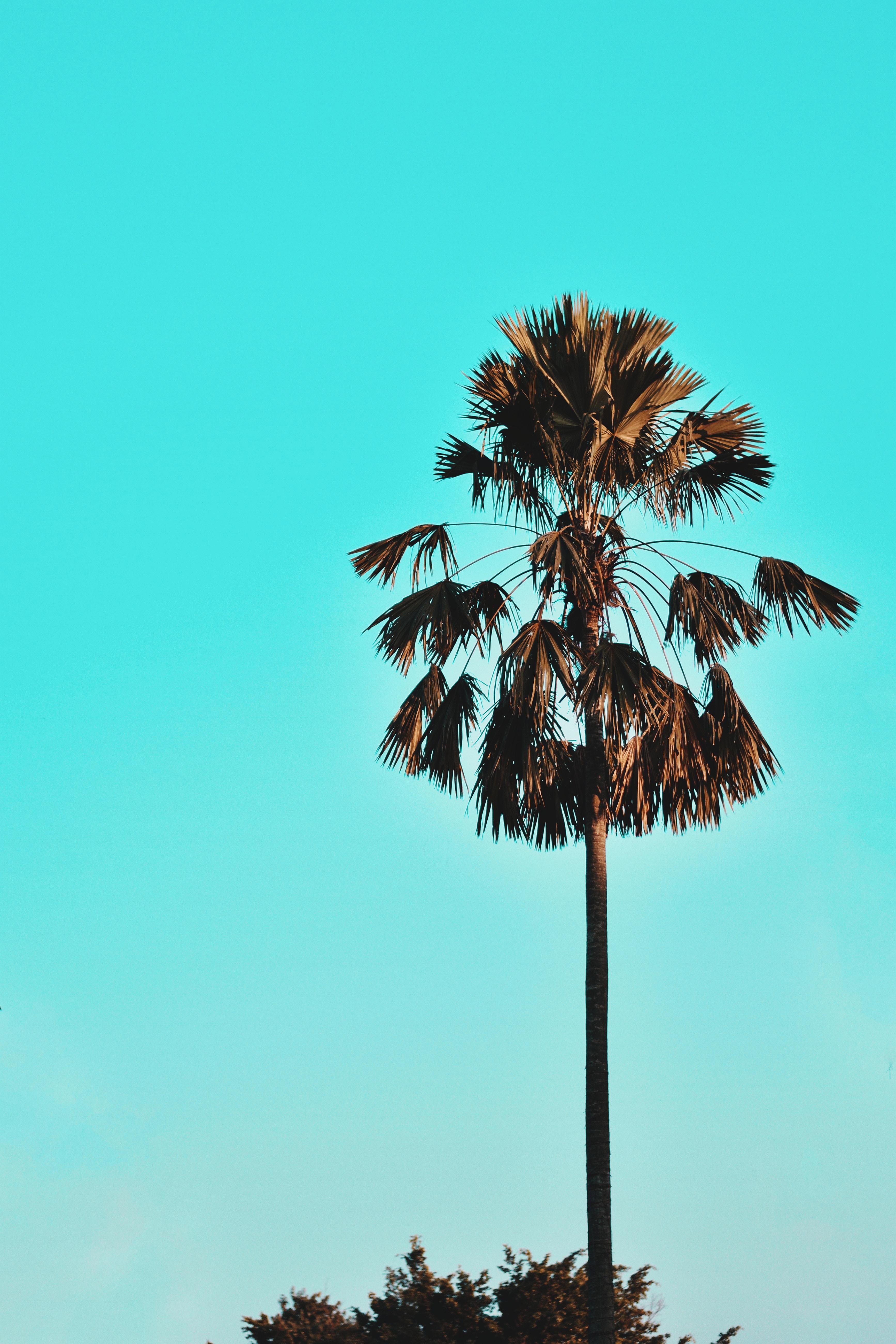 Download mobile wallpaper Wood, Nature, Sky, Tree, Palm, Tropics for free.