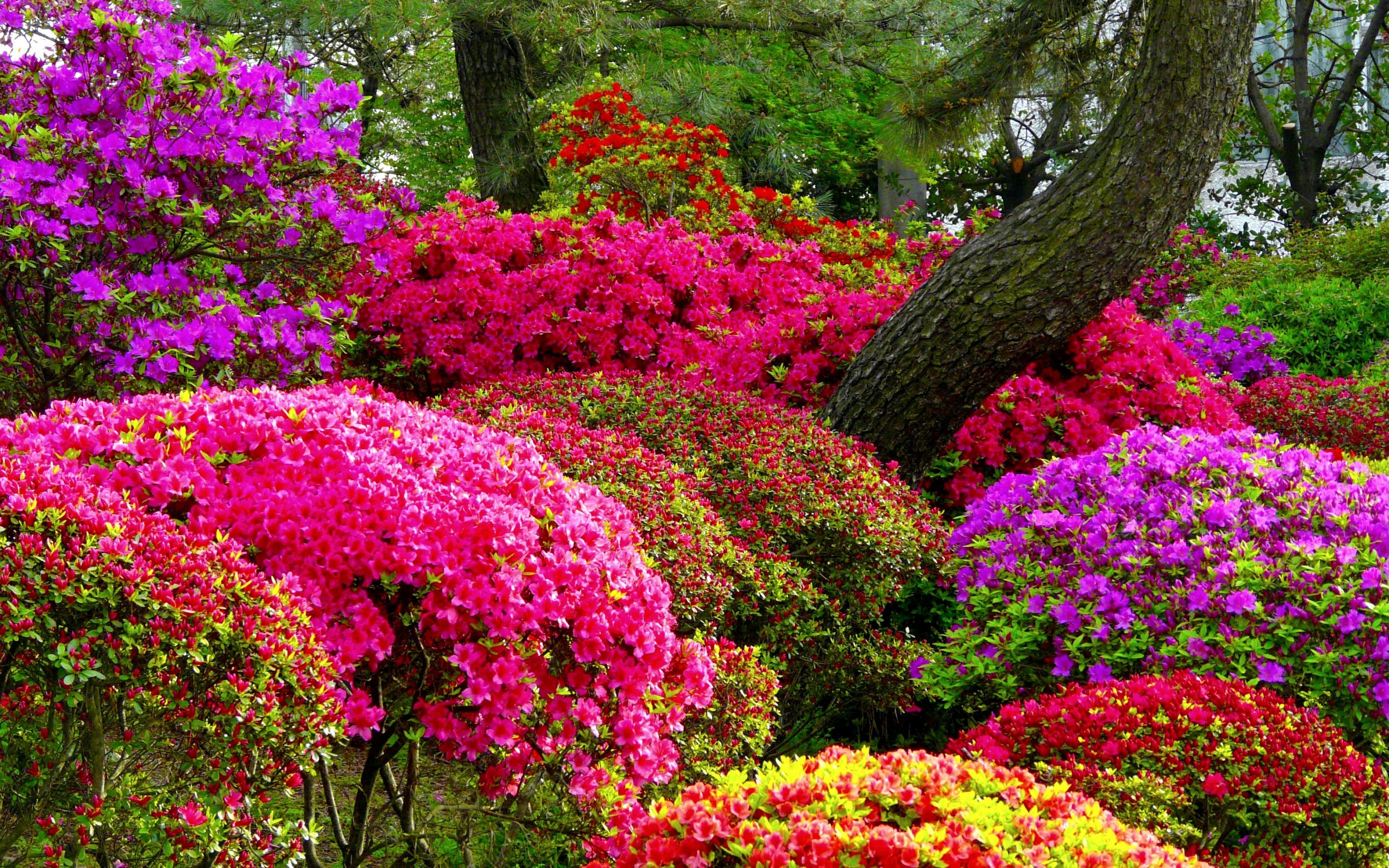 835509 завантажити шпалери весна, фотографія, парк, азалія, барвистий, кольори, квітка, сад, рожева квітка, фіолетова квітка - заставки і картинки безкоштовно