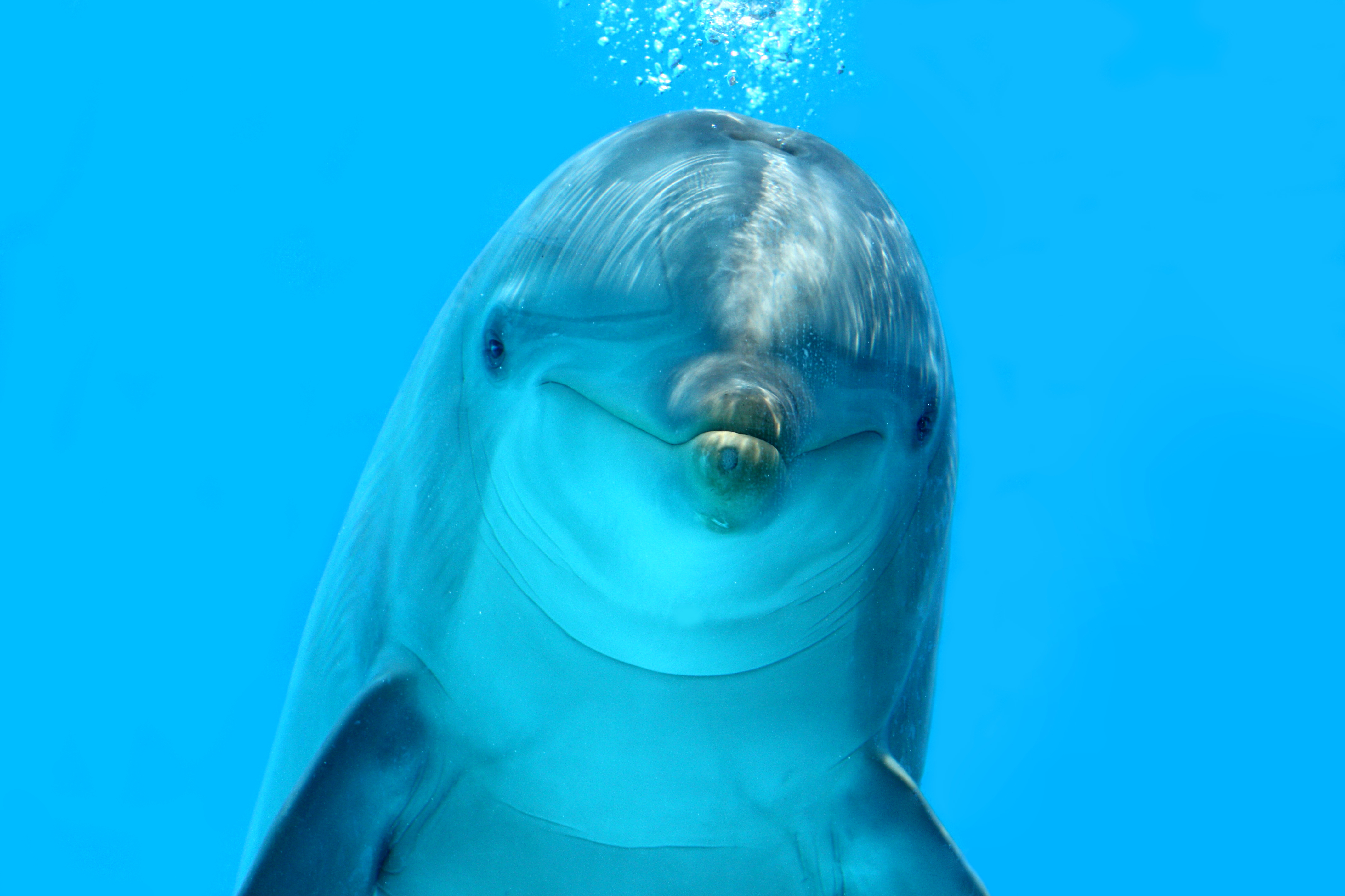 Descarga gratuita de fondo de pantalla para móvil de Animales, Delfin.