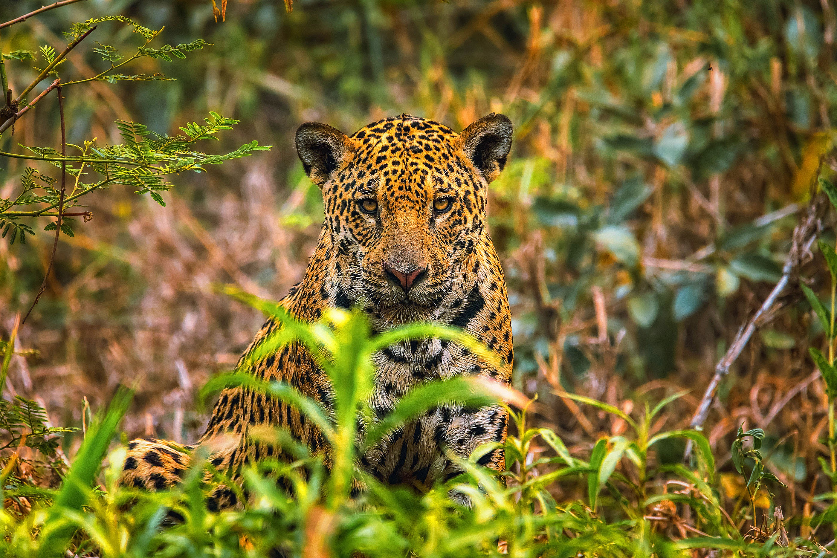 Handy-Wallpaper Tiere, Katzen, Jaguar kostenlos herunterladen.