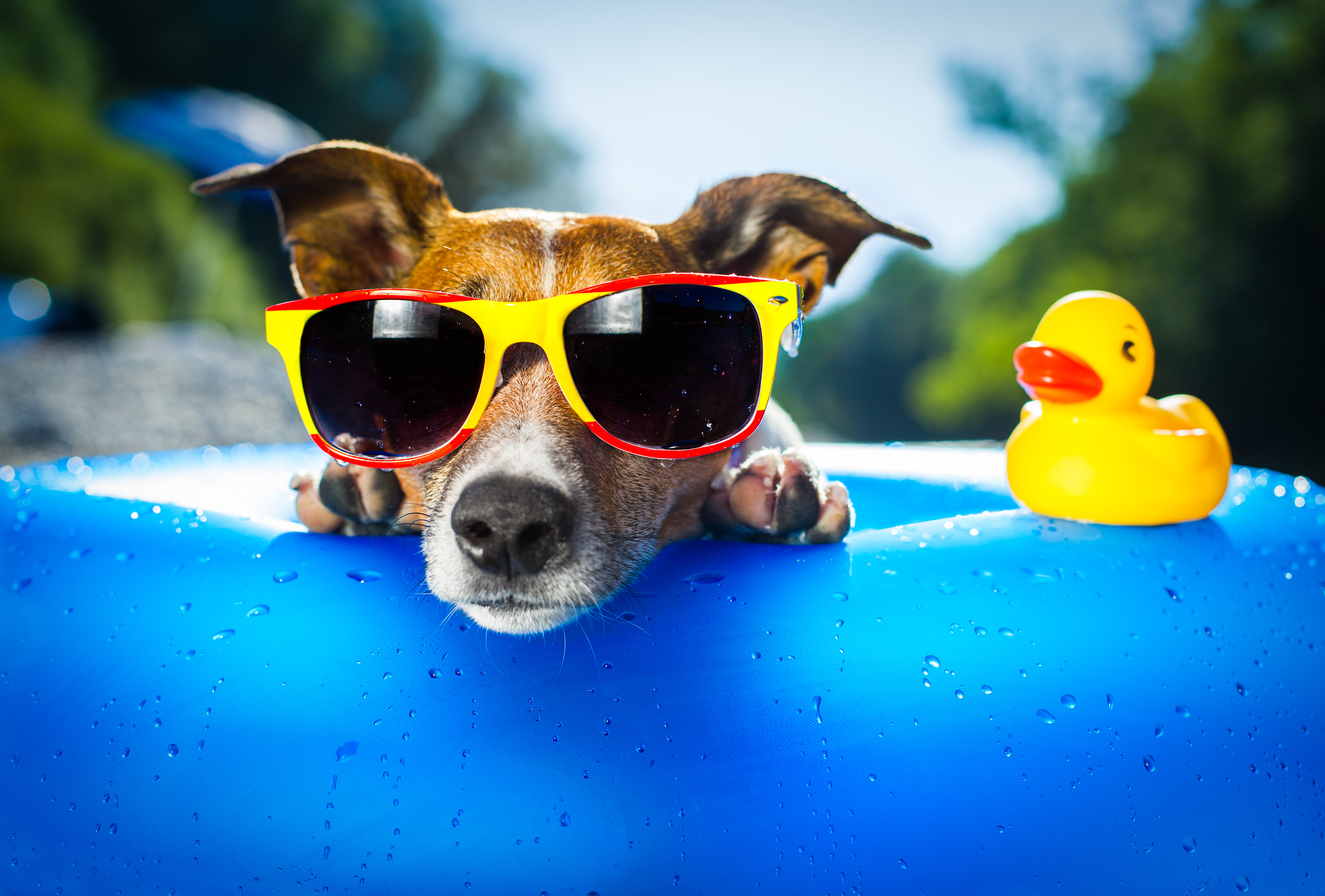 animal, jack russell terrier, dog, summer, sunglasses, dogs