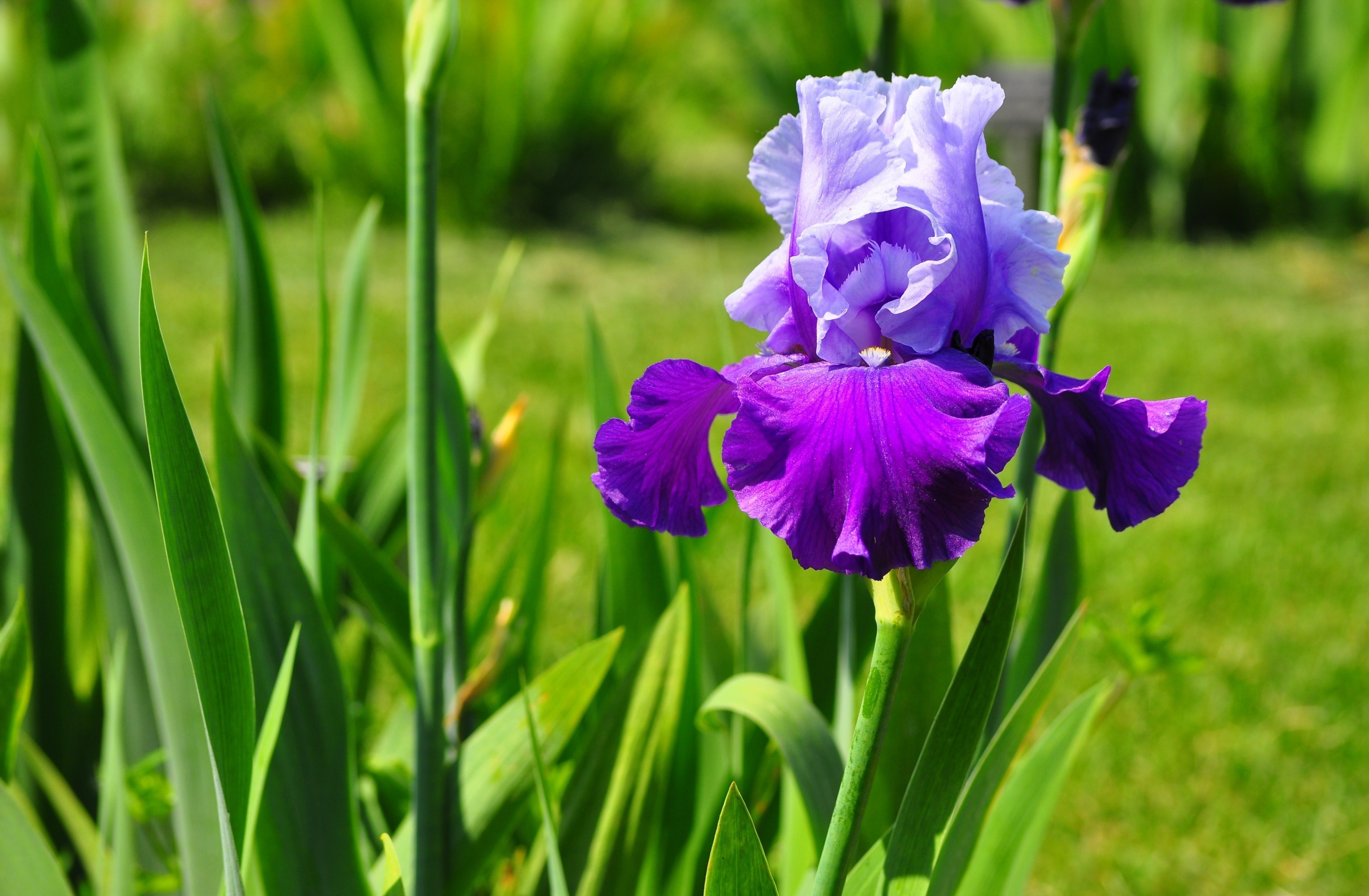 279138 descargar fondo de pantalla tierra/naturaleza, iris, flor, flores: protectores de pantalla e imágenes gratis
