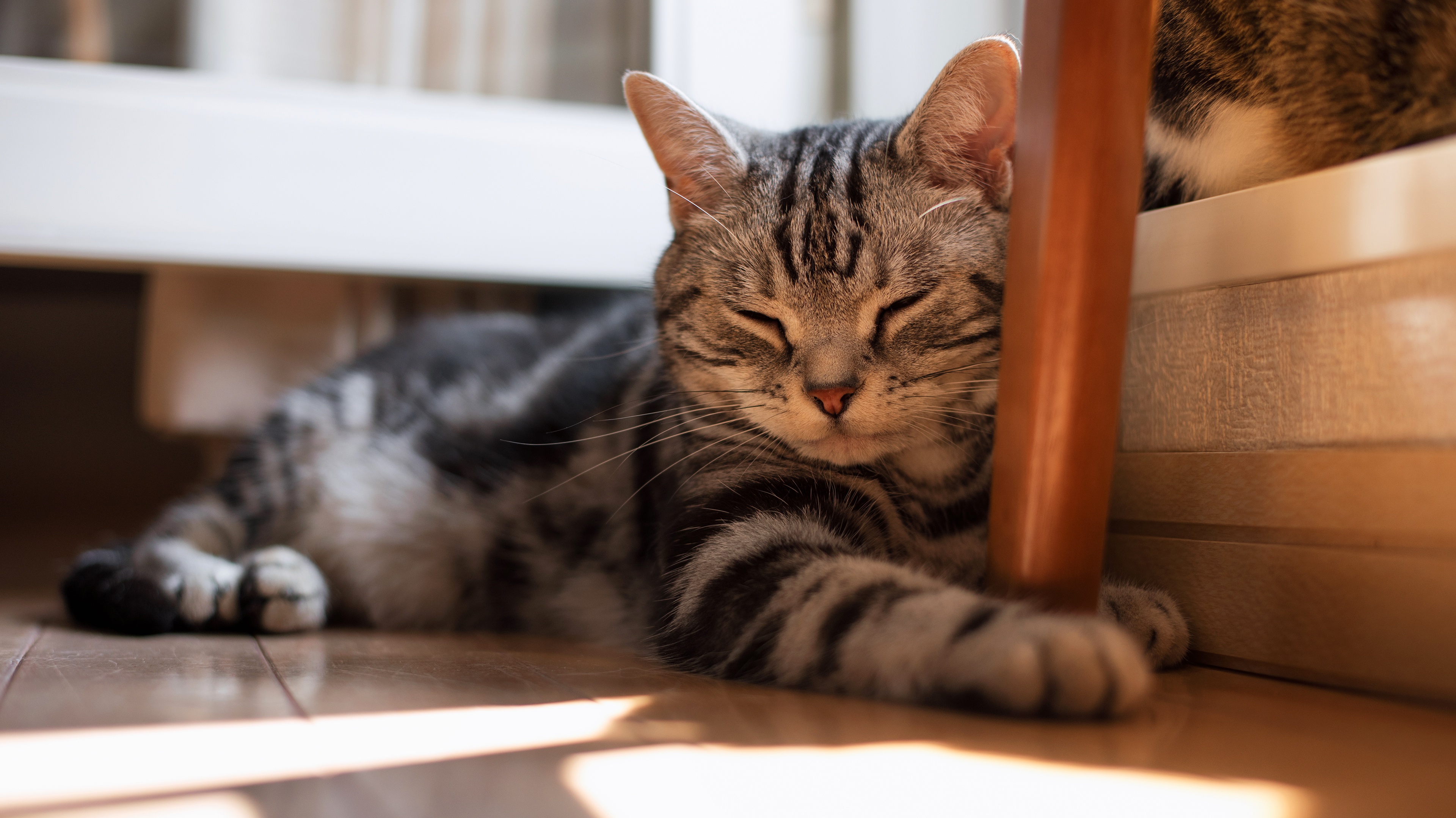 Téléchargez gratuitement l'image Animaux, Chats, Chat sur le bureau de votre PC