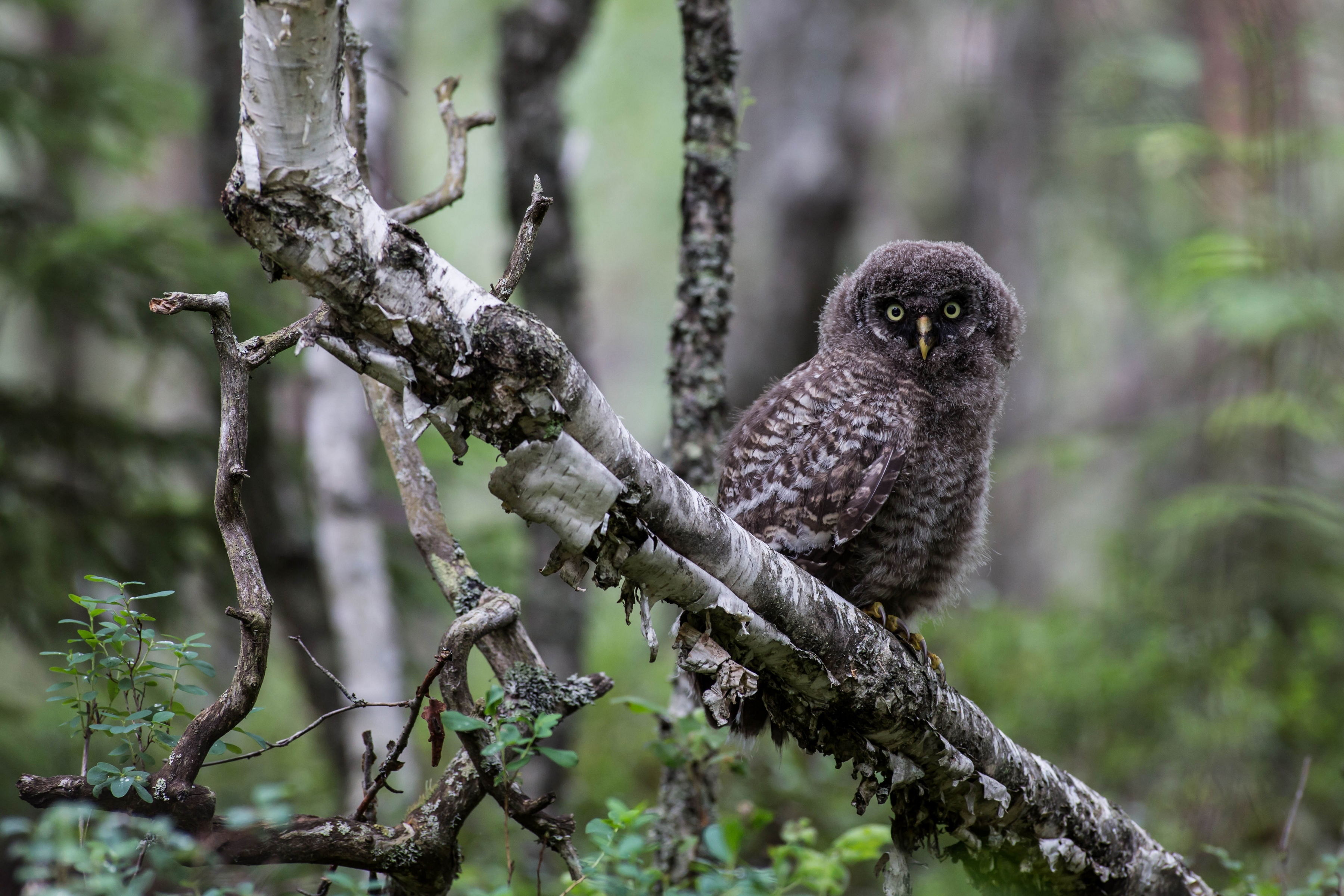 Free download wallpaper Birds, Owl, Animal on your PC desktop