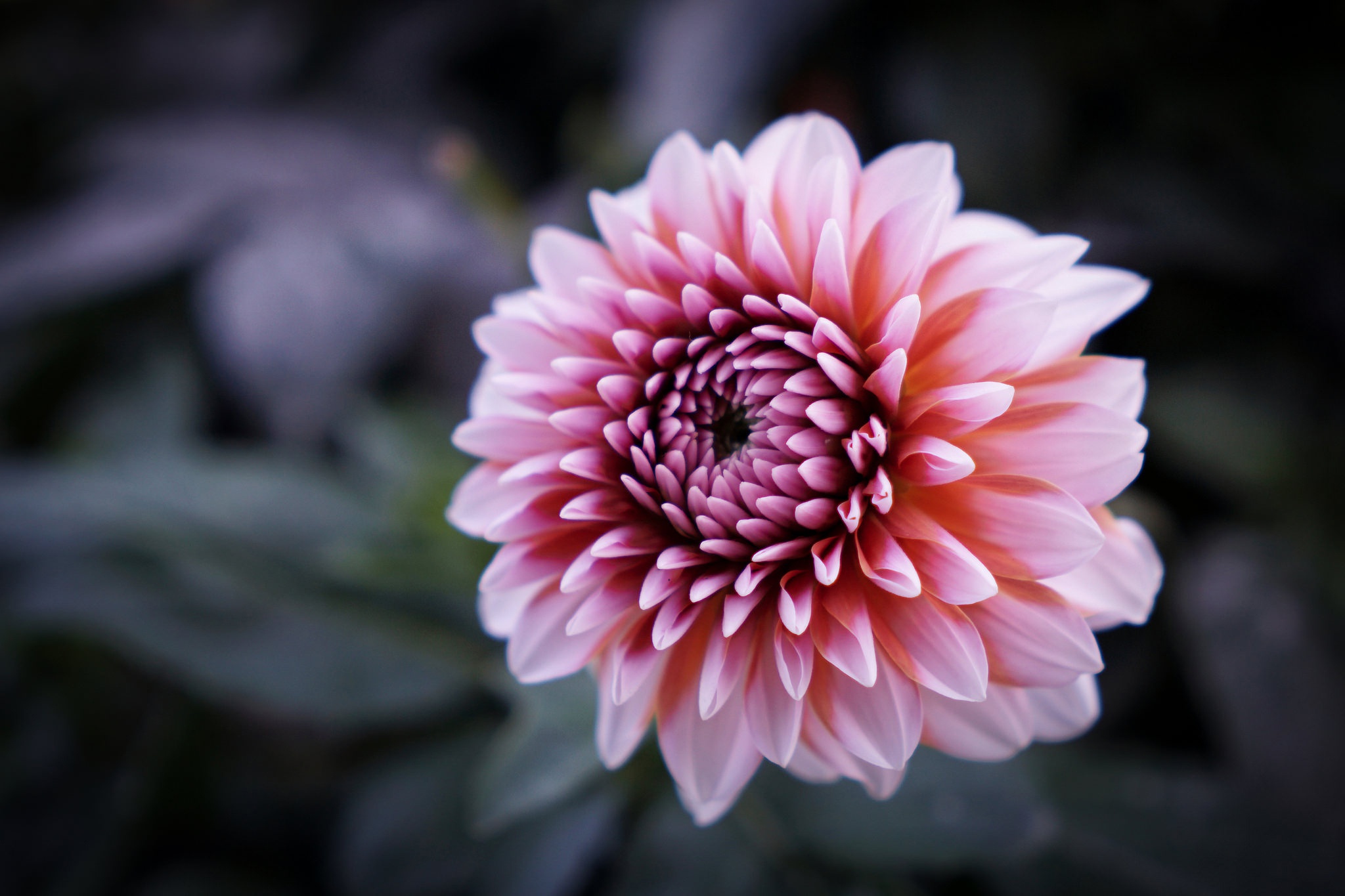 Free download wallpaper Flowers, Flower, Earth, Petal, Dahlia on your PC desktop