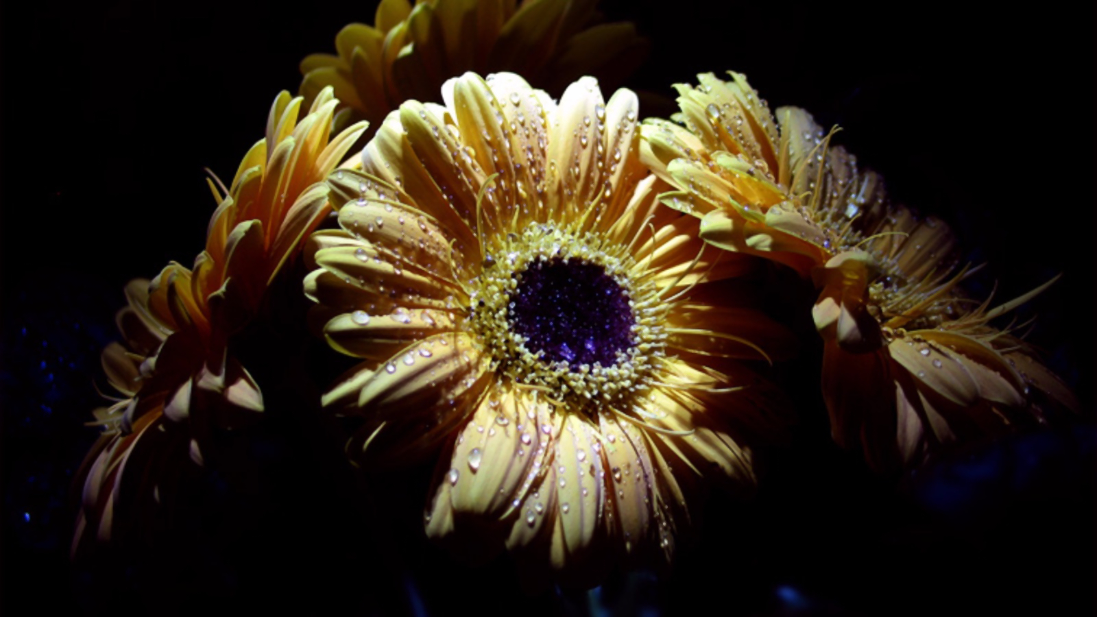Laden Sie das Blumen, Gerbera, Blume, Nahansicht, Wassertropfen, Erde/natur-Bild kostenlos auf Ihren PC-Desktop herunter