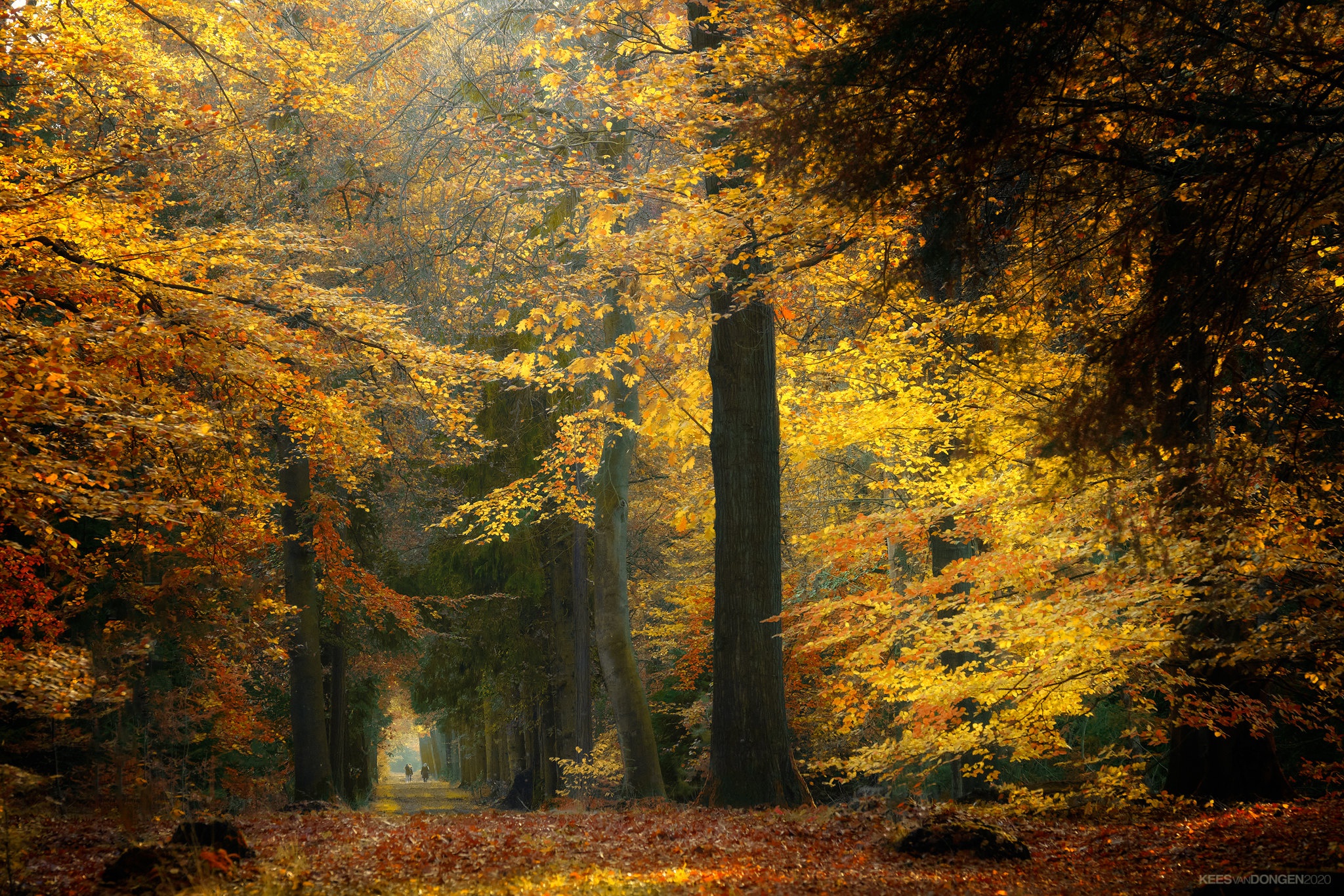 Free download wallpaper Tree, Fall, Netherlands, Photography on your PC desktop