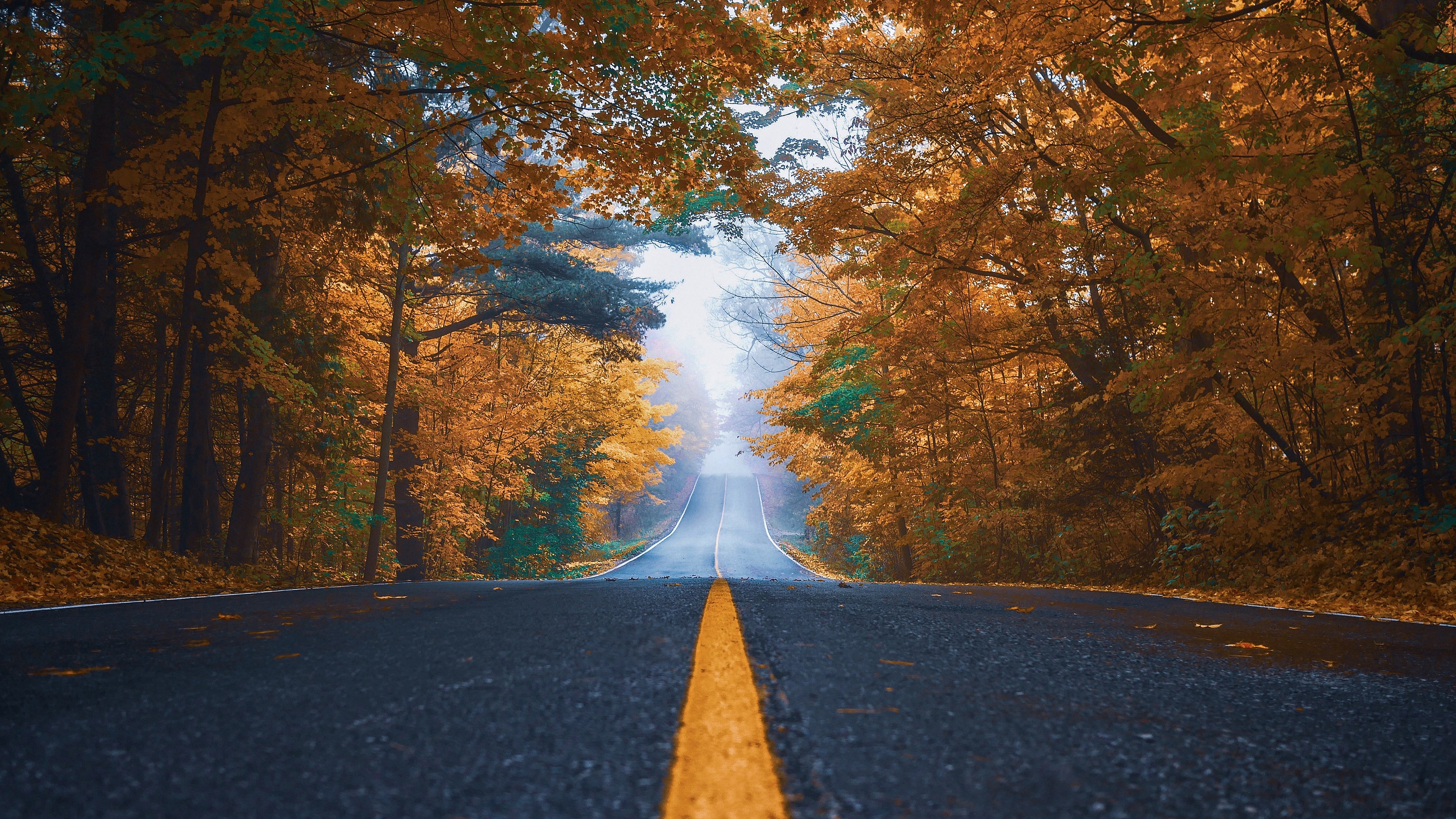 Baixe gratuitamente a imagem Outono, Estrada, Feito Pelo Homem, Neblina na área de trabalho do seu PC