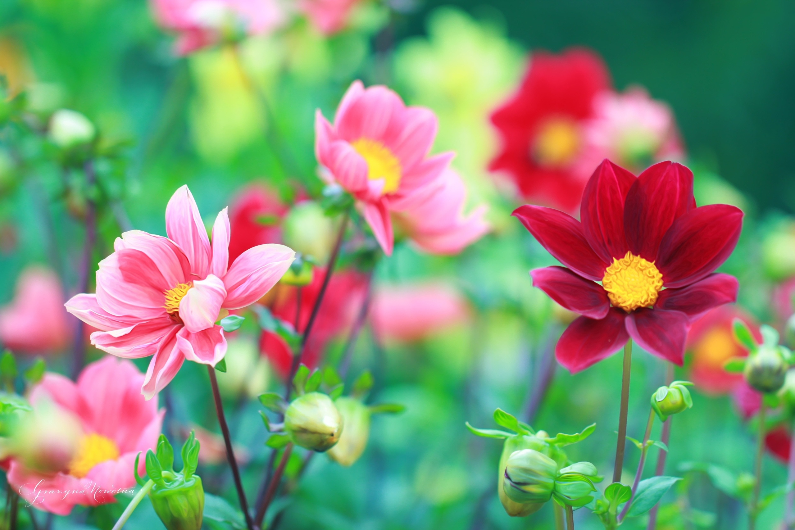 Téléchargez gratuitement l'image Fleurs, Fleur, Cosmos, Fleur Rouge, Terre/nature, Fleur Rose sur le bureau de votre PC
