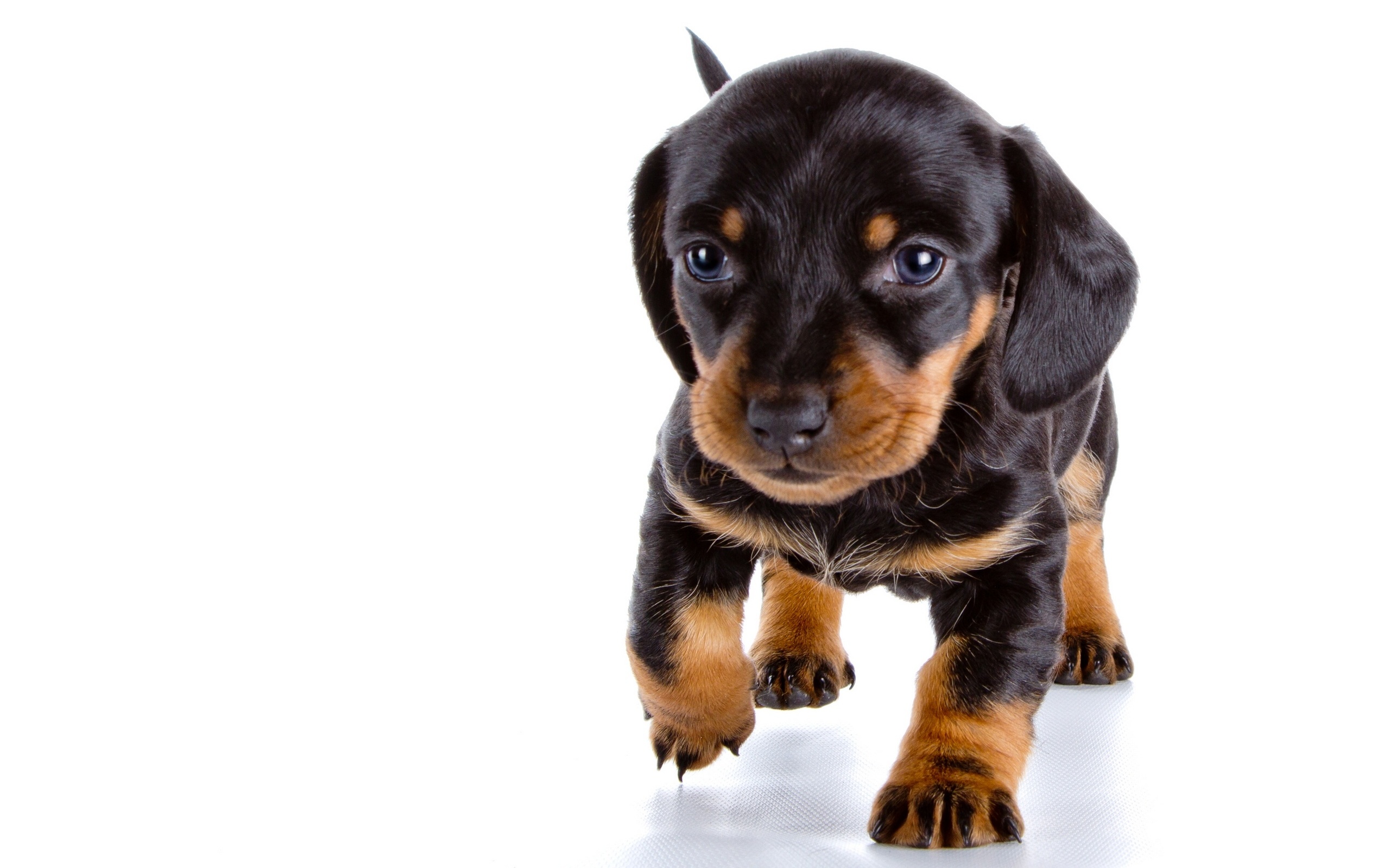 Descarga gratis la imagen Perros, Cachorro, Animales en el escritorio de tu PC