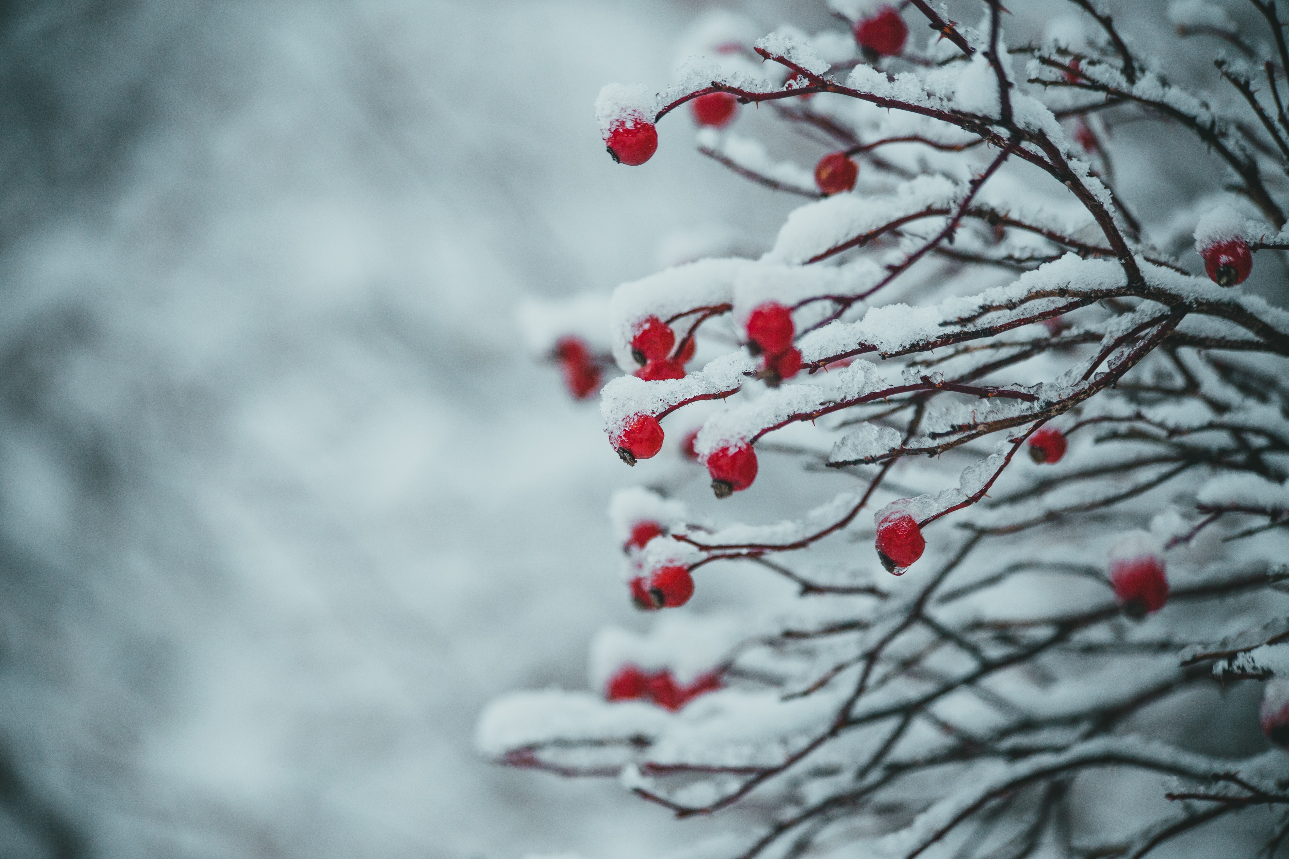 Laden Sie das Berries, Geäst, Zweige, Makro, Schnee, Pflanze, Winter-Bild kostenlos auf Ihren PC-Desktop herunter