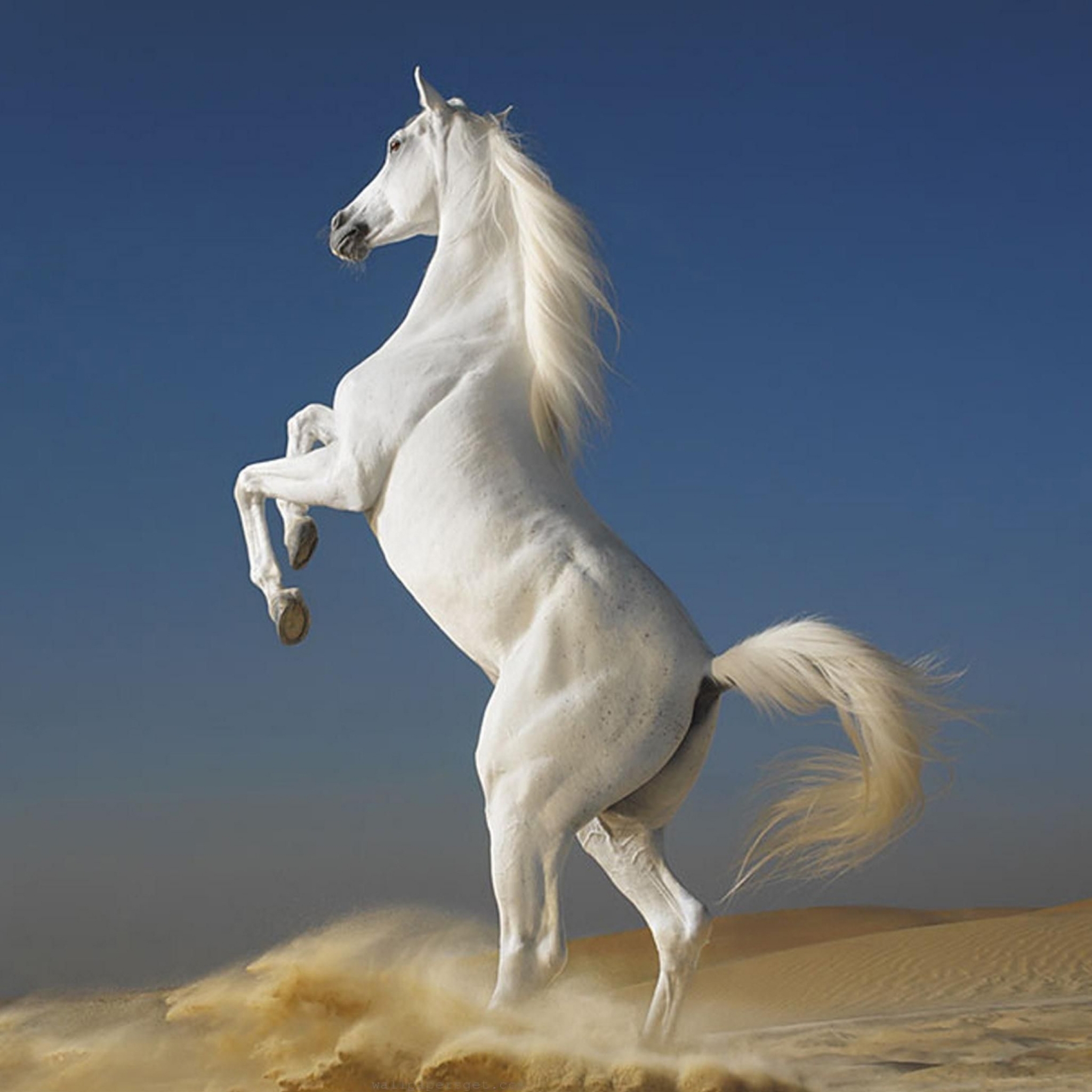 Free download wallpaper Animal, Horse on your PC desktop