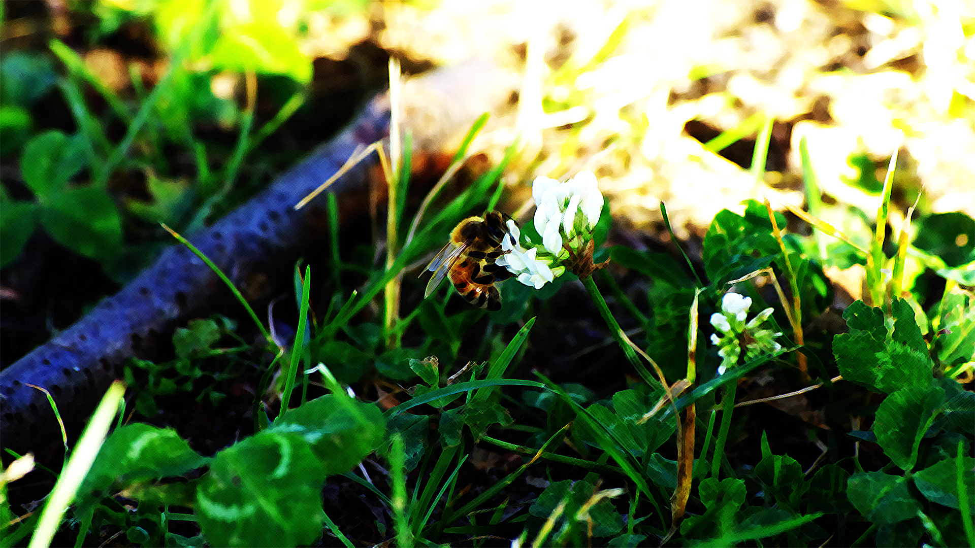 Horizontal Wallpaper earth, close up, bee, grass, photography