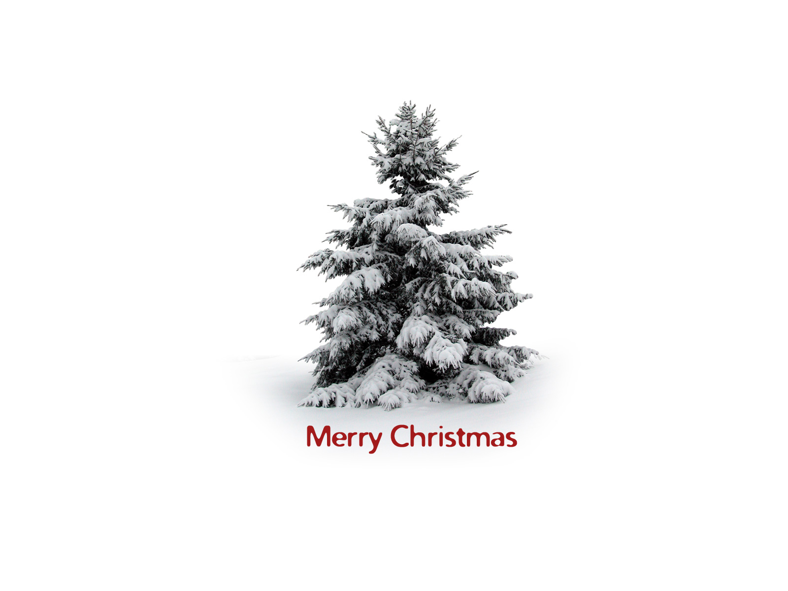 christmas xmas, holidays, winter, trees, new year, snow, fir trees, white 4K, Ultra HD